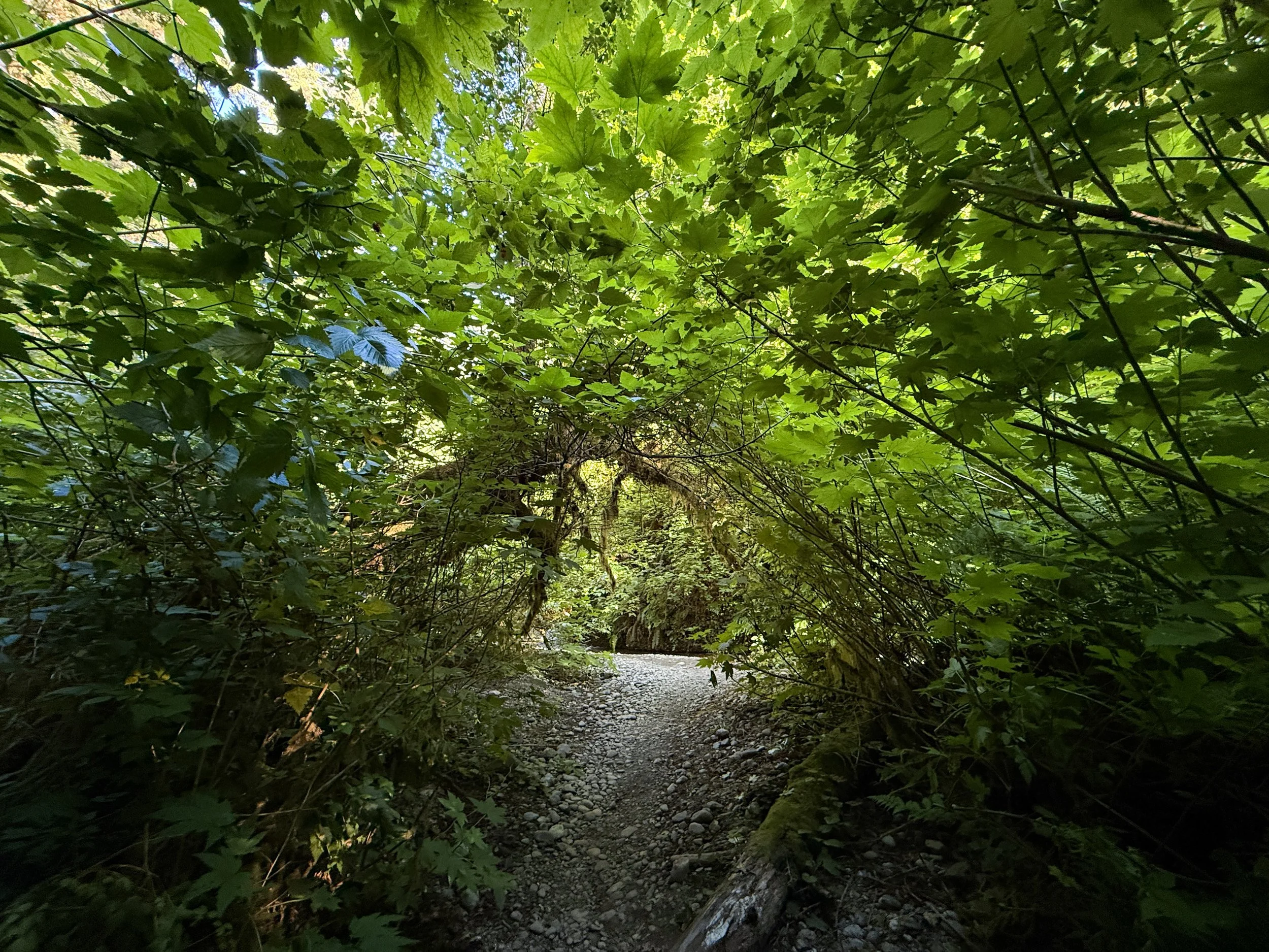 Fern Canyon Trail Prairie Creek Redwoods State Park California