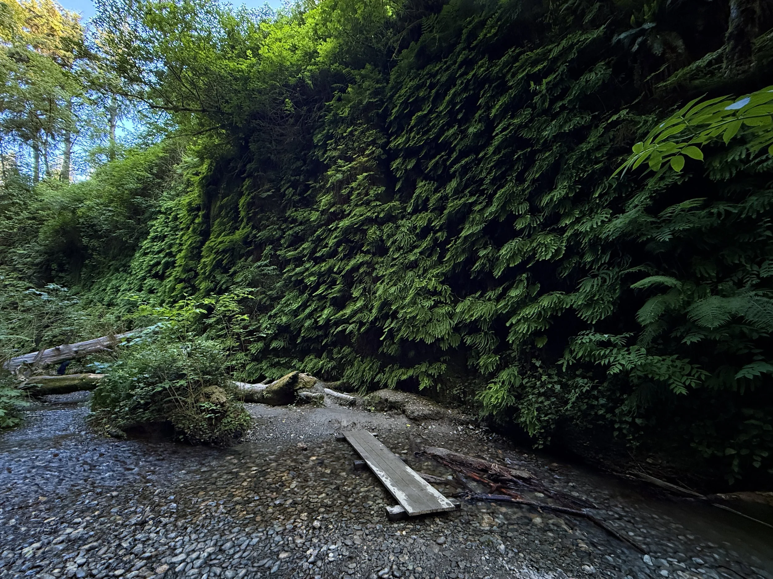 Fern Canyon Loop Trail Prairie Creek Redwoods State Park California