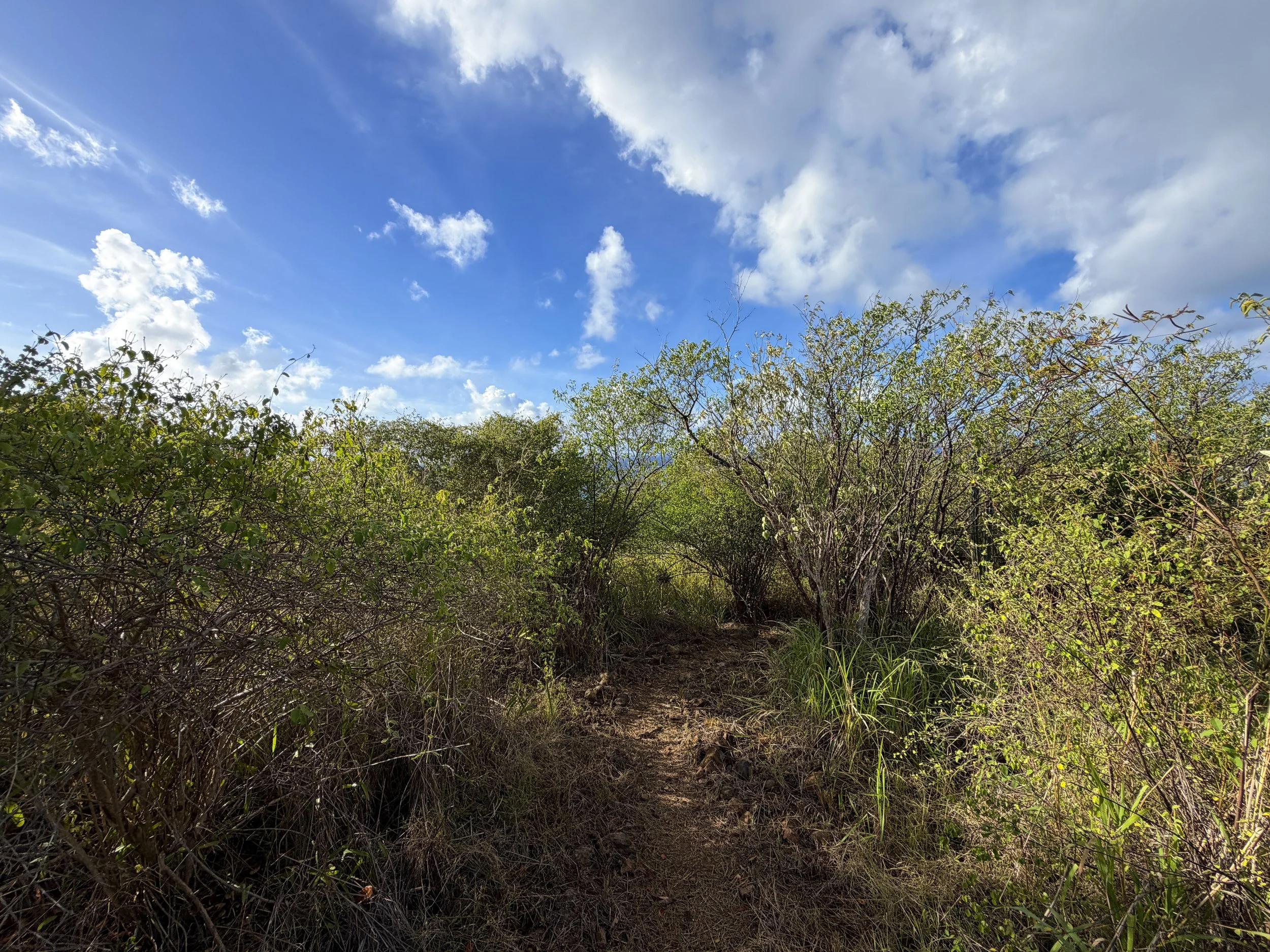 Cabritte Horn Trail Virgin Islands National Park