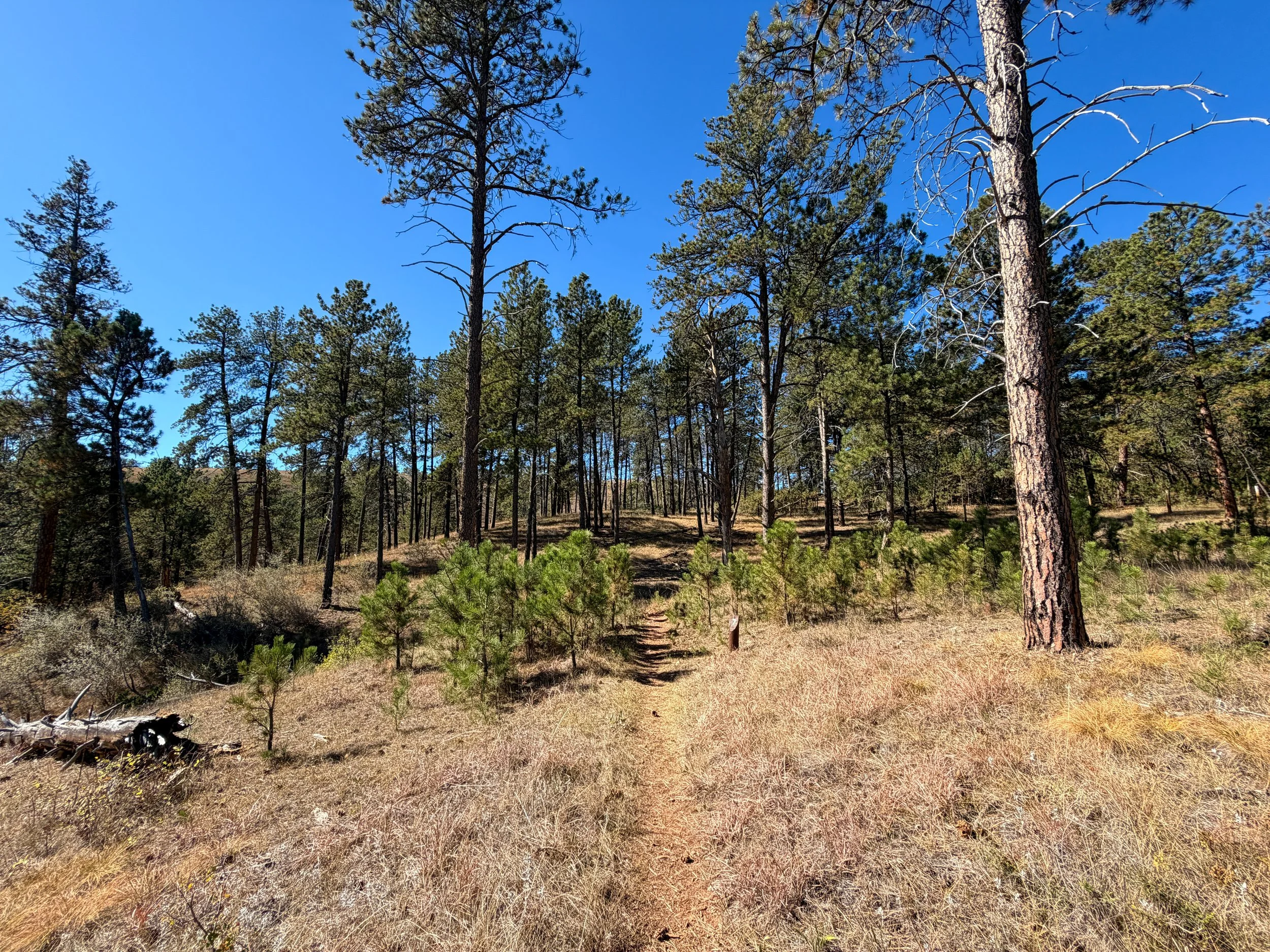 Elk Mountain Campground Loop Trail Wind Cave National Park South Dakota