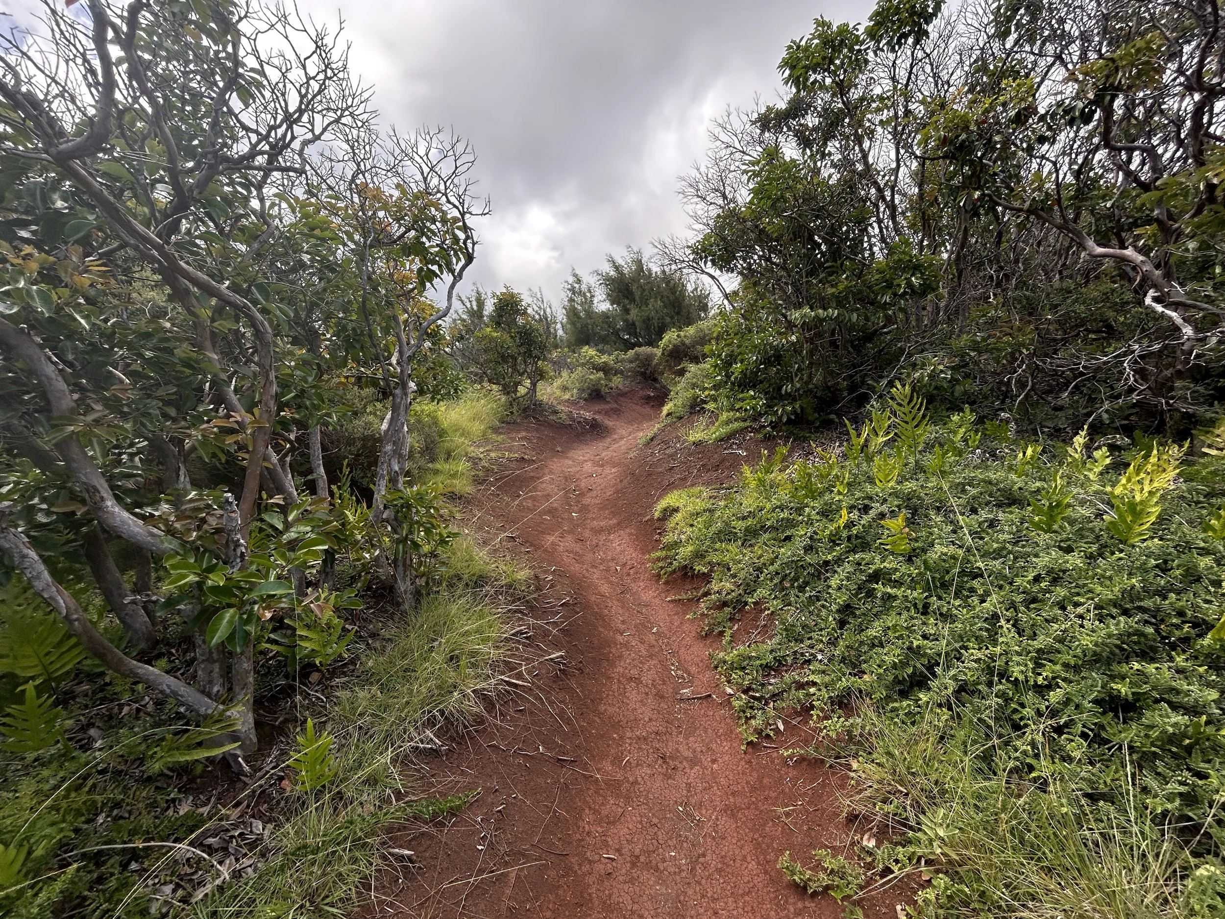 Hiking the Hawaiʻi Loa Ridge Trail on Oʻahu — noahawaii