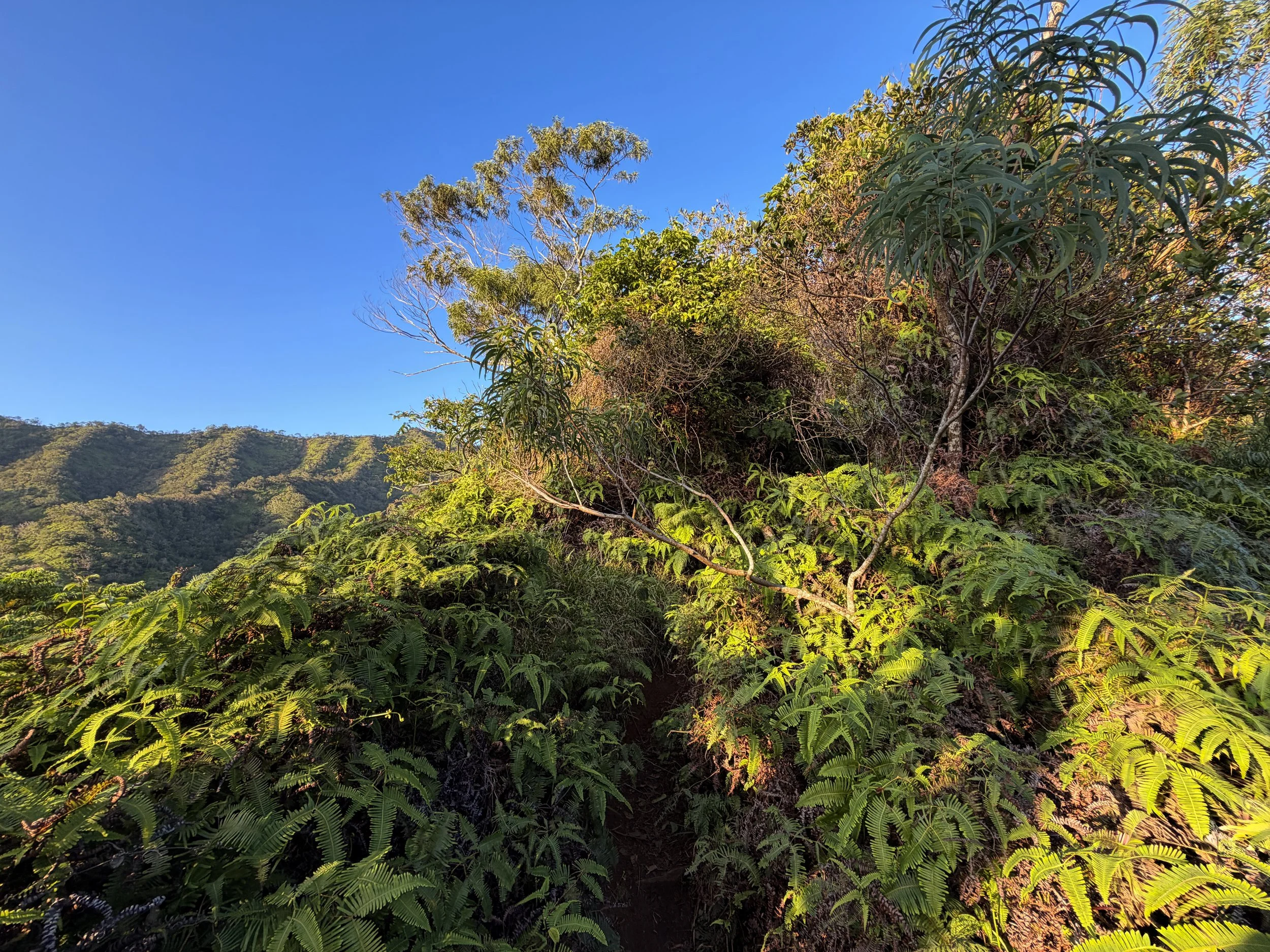 Moanalua Middle Ridge Trail Oahu Hawaii