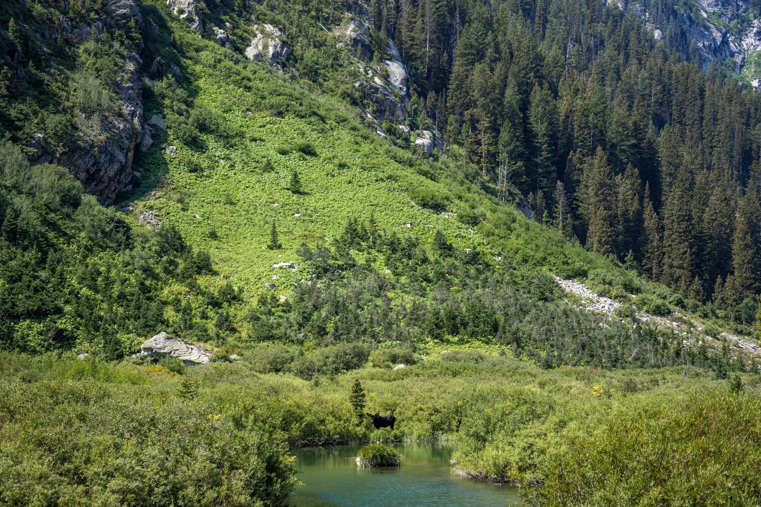 Moose Cascade Canyon Trail Grand Teton National Park Wyoming