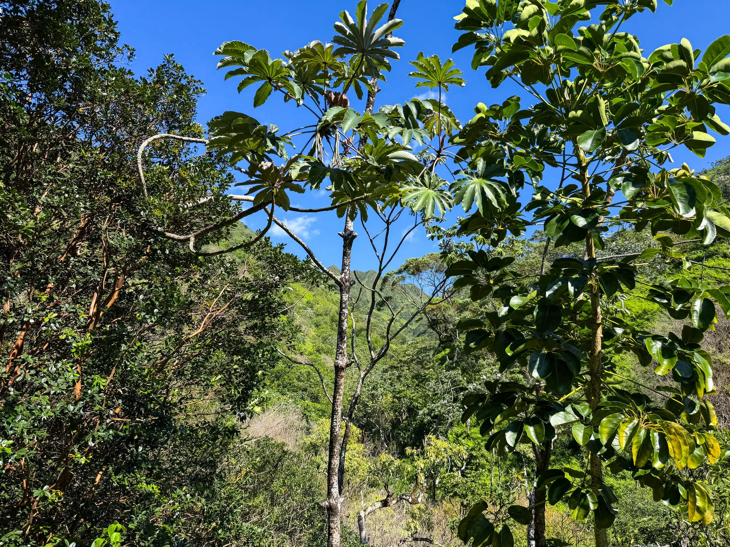 Kaau Crater Trail Oahu Hawaii