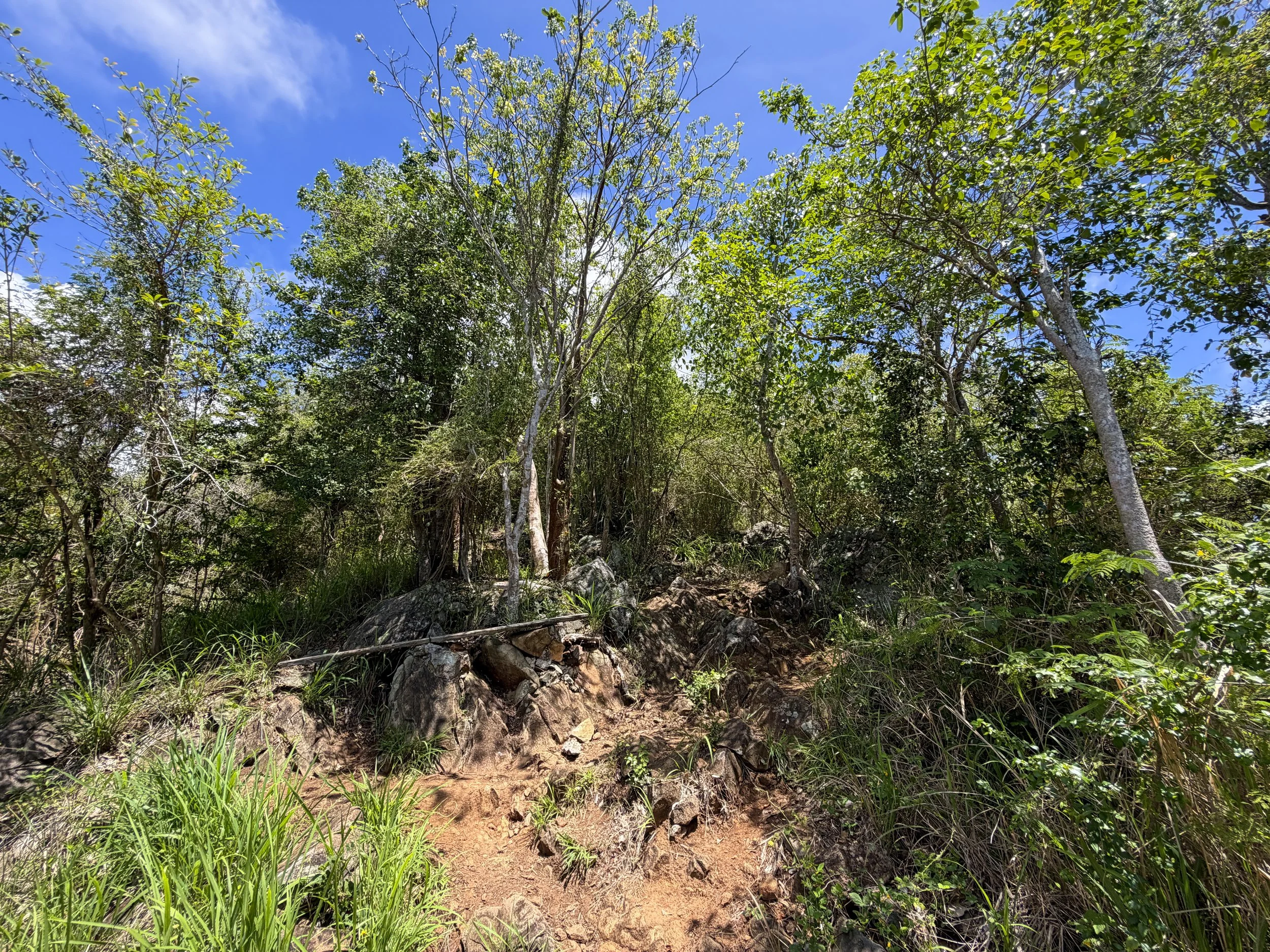 Caneel Hill Trail Virgin Islands National Park