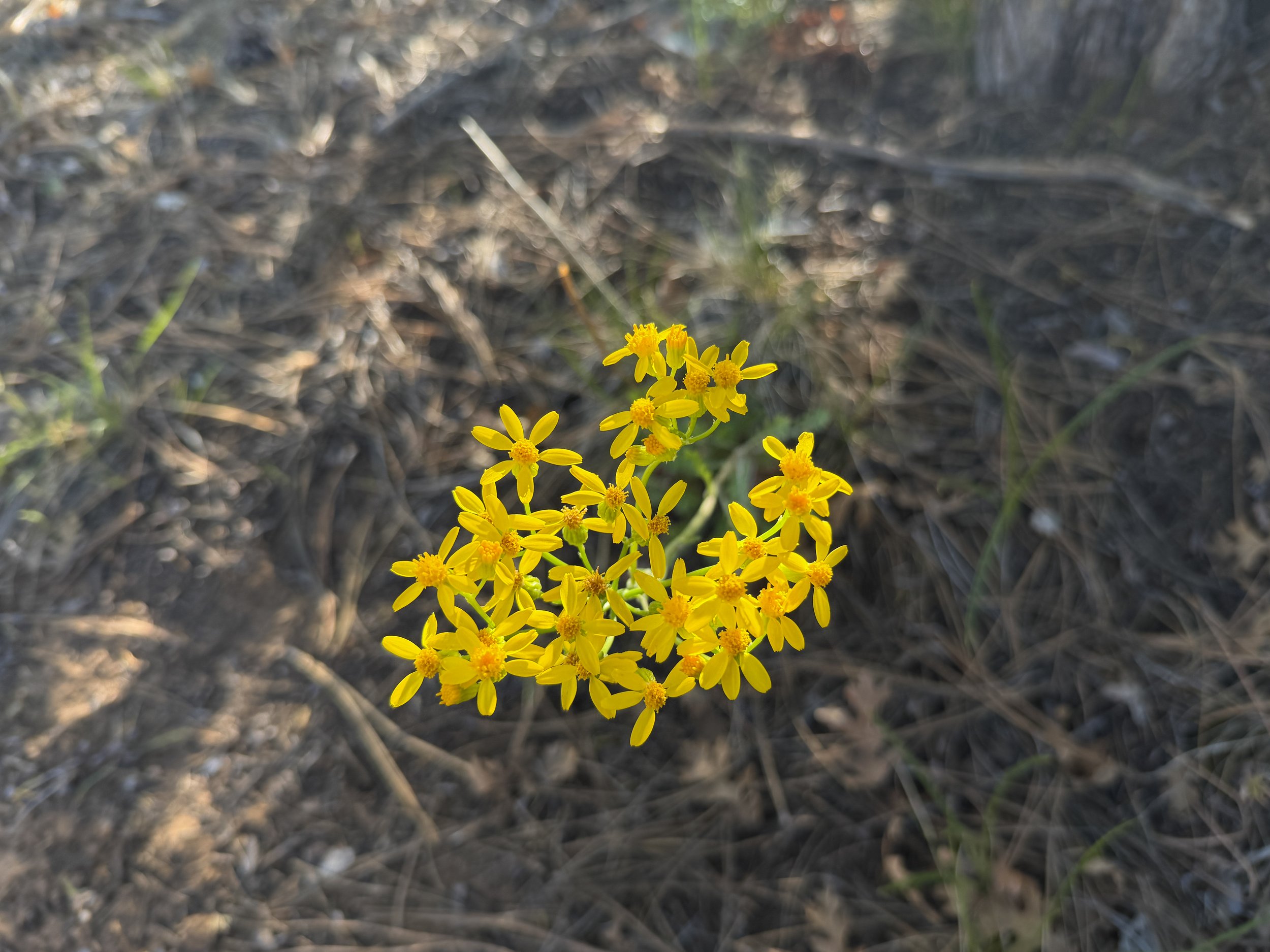 Lobe-leaf Groundsel Packera multilobata