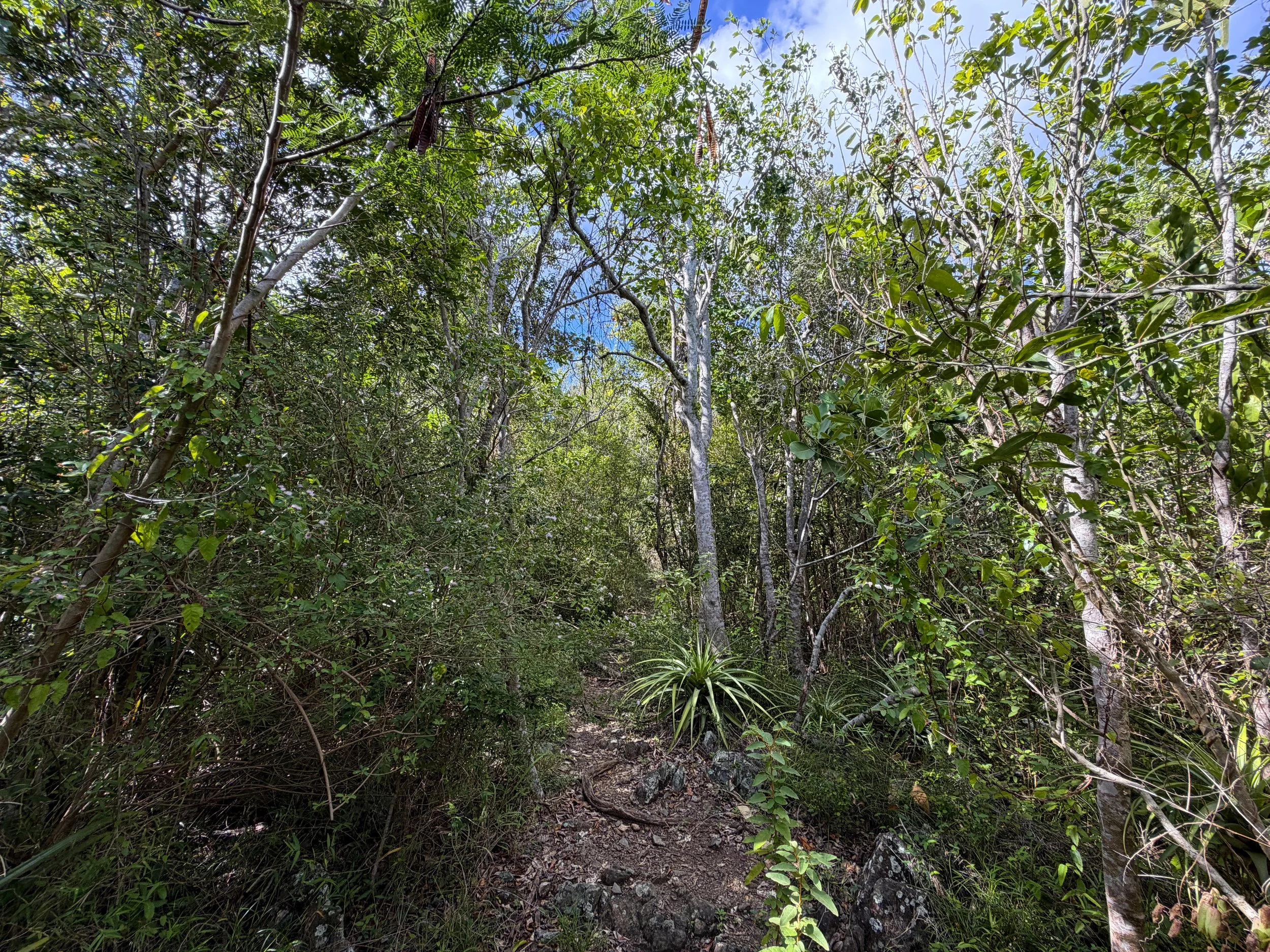 Great Sieben Trail Virgin Islands National Park