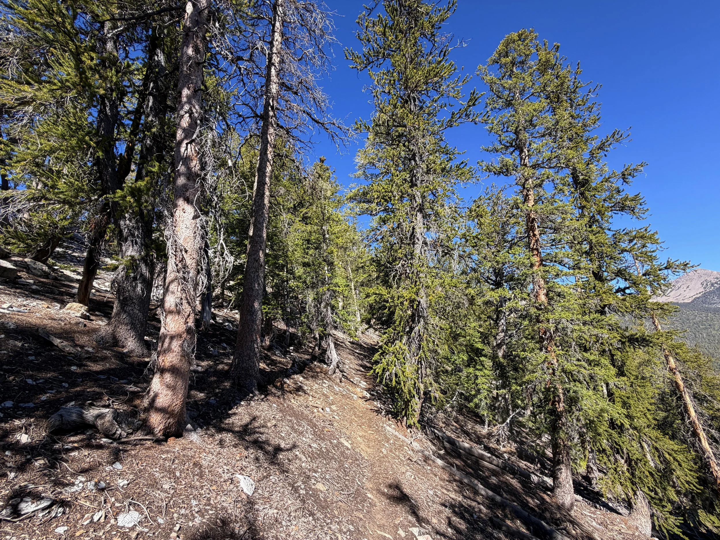 Snake Divide Trail Great Basin National Park Nevada