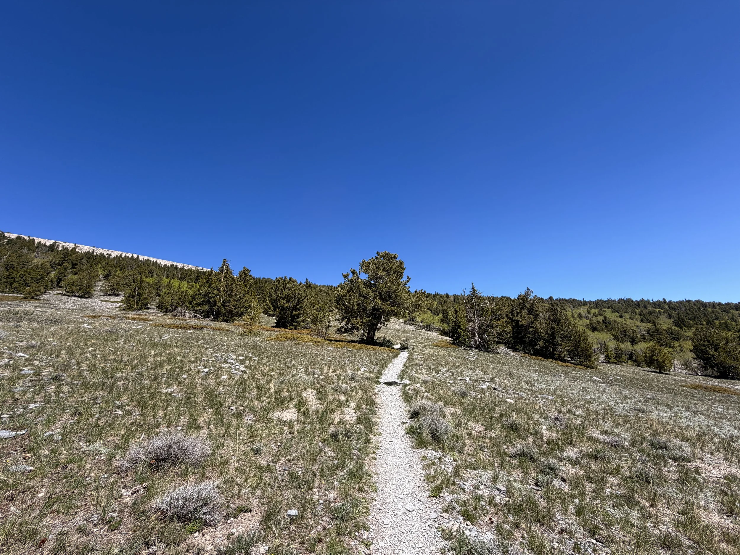 Wheeler Peak Trail Great Basin National Park Nevada