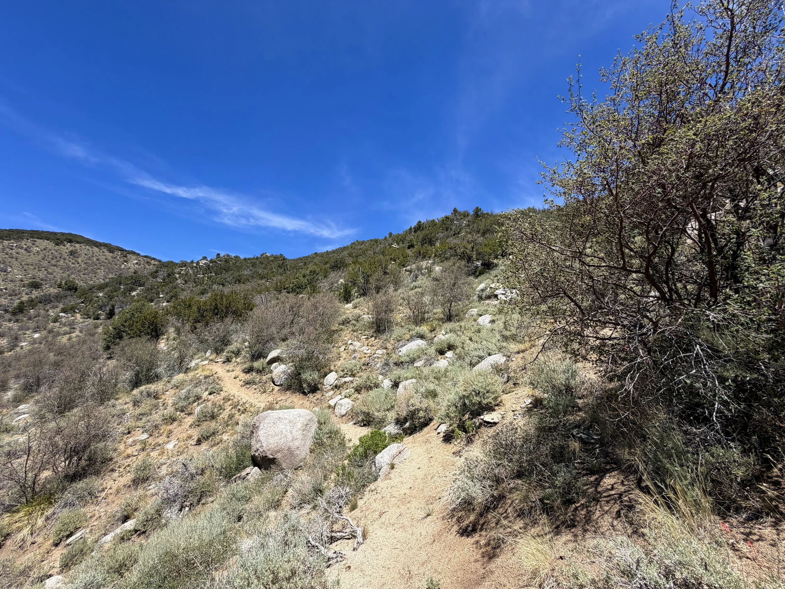 Serviceberry Loop Trail Great Basin National Park Nevada