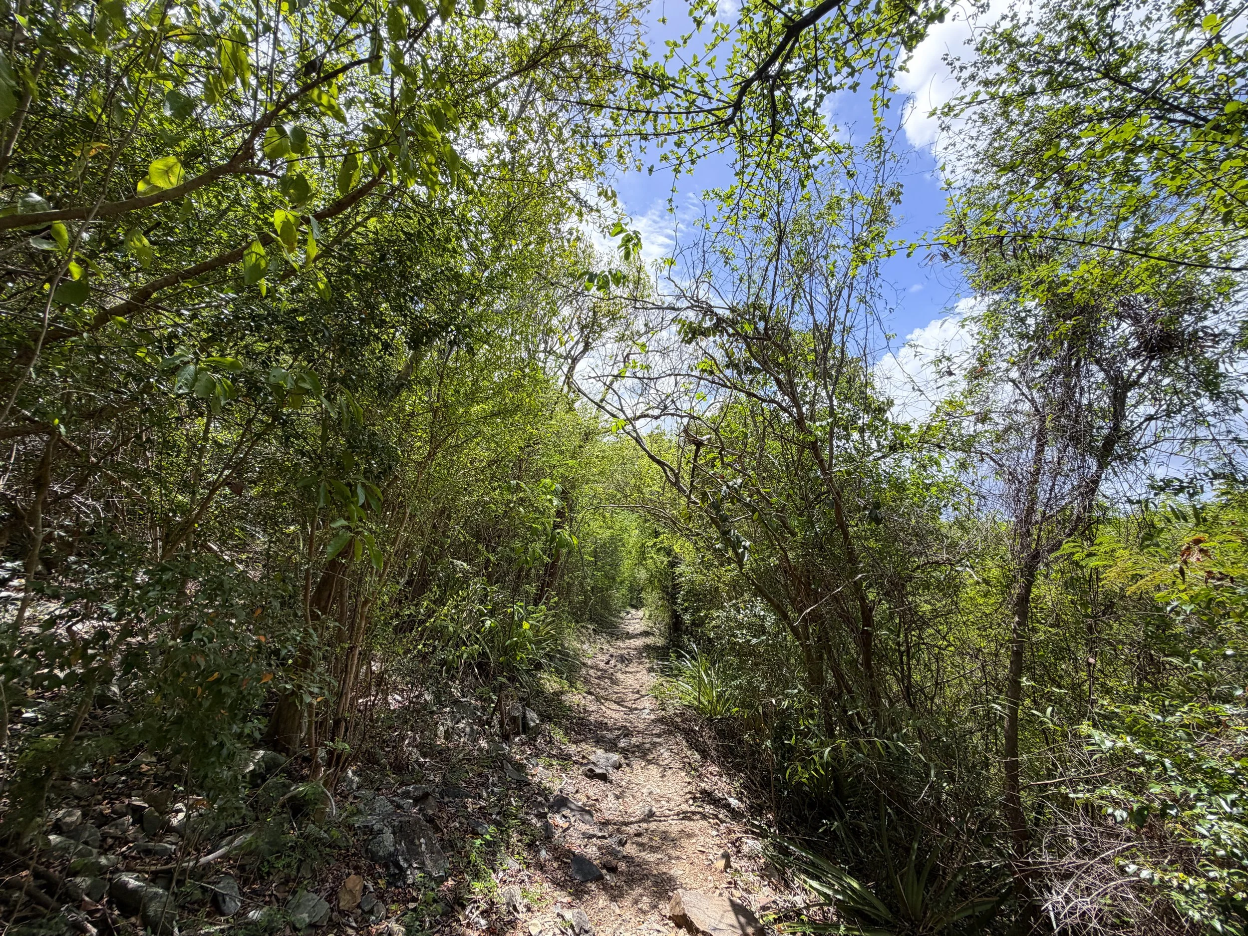 Lind Point Trail Virgin Islands National Park