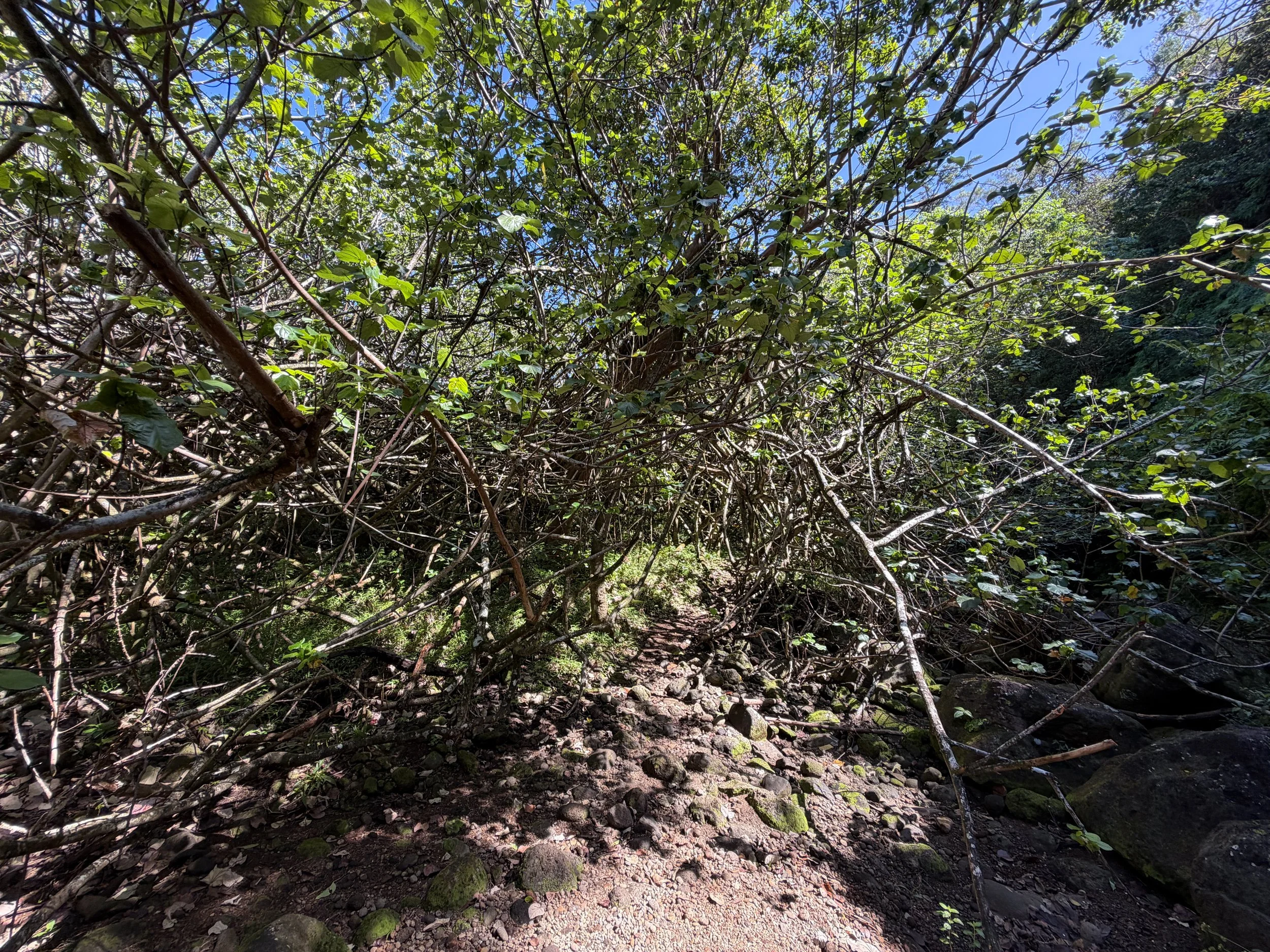 Kulanaahane Trail Oahu Hawaii