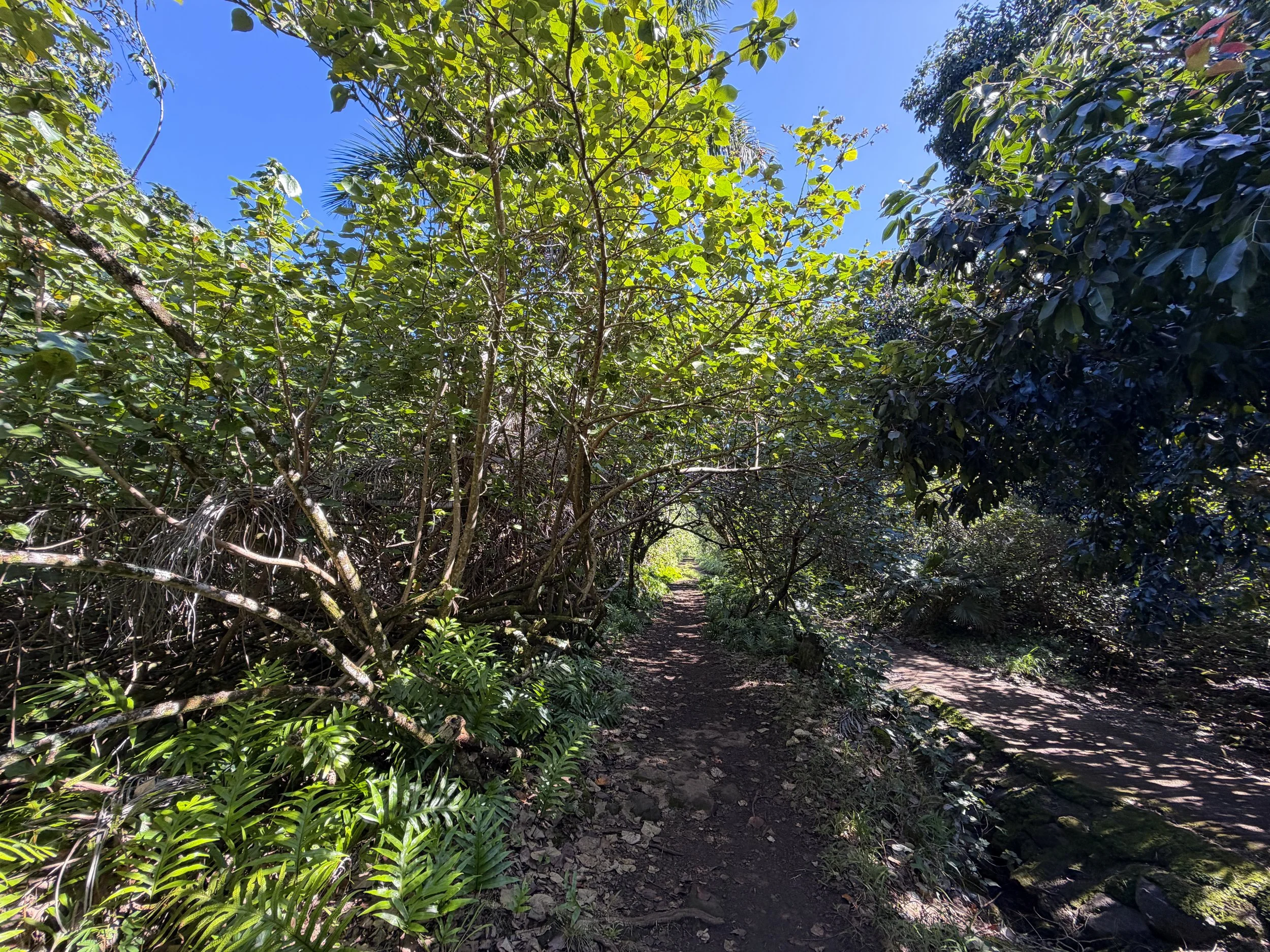 Tripler Ridge Trail via Moanalua Valley Trail Oahu Hawaii