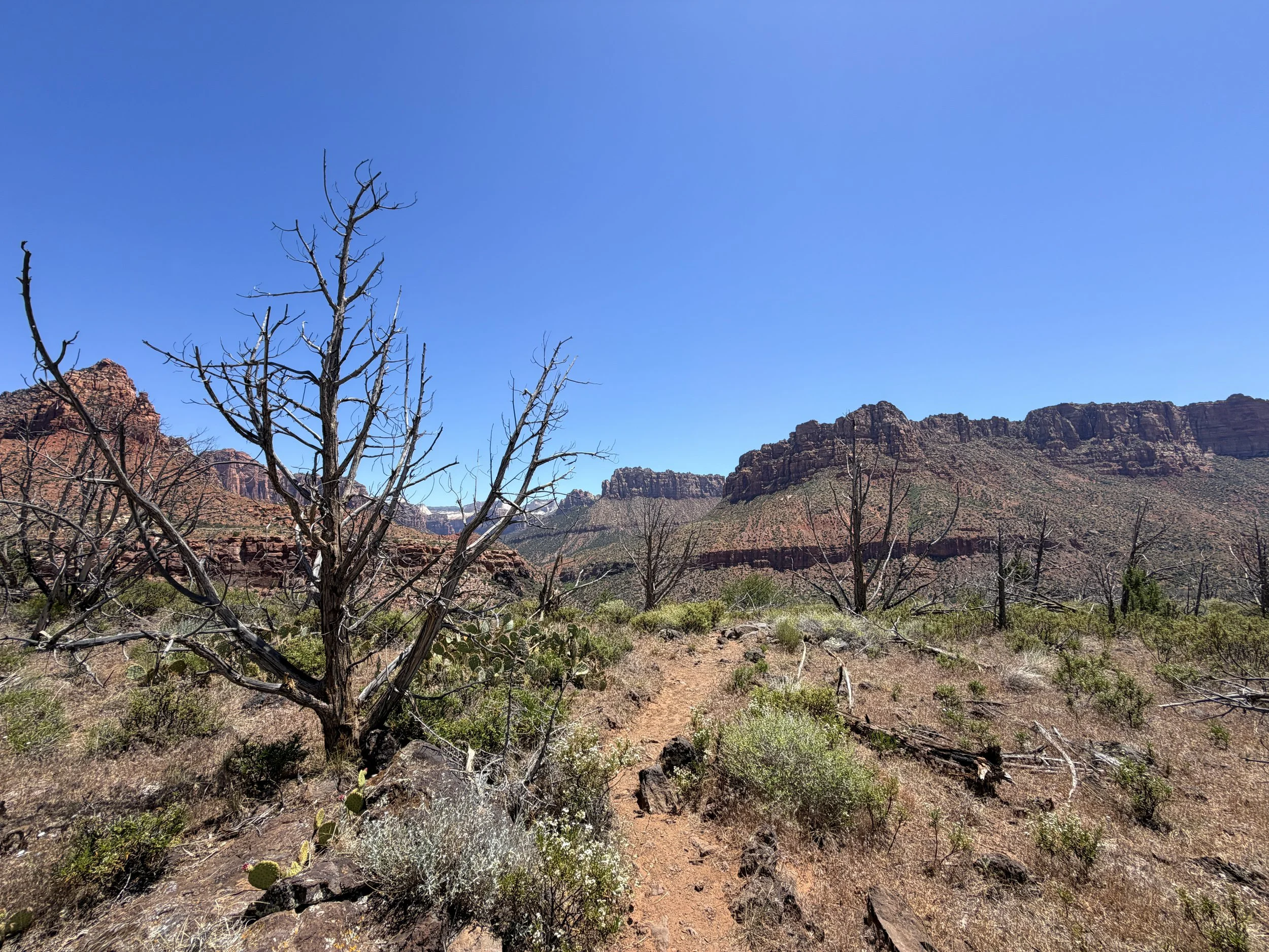 Grapevine Trail Zion National Park Utah