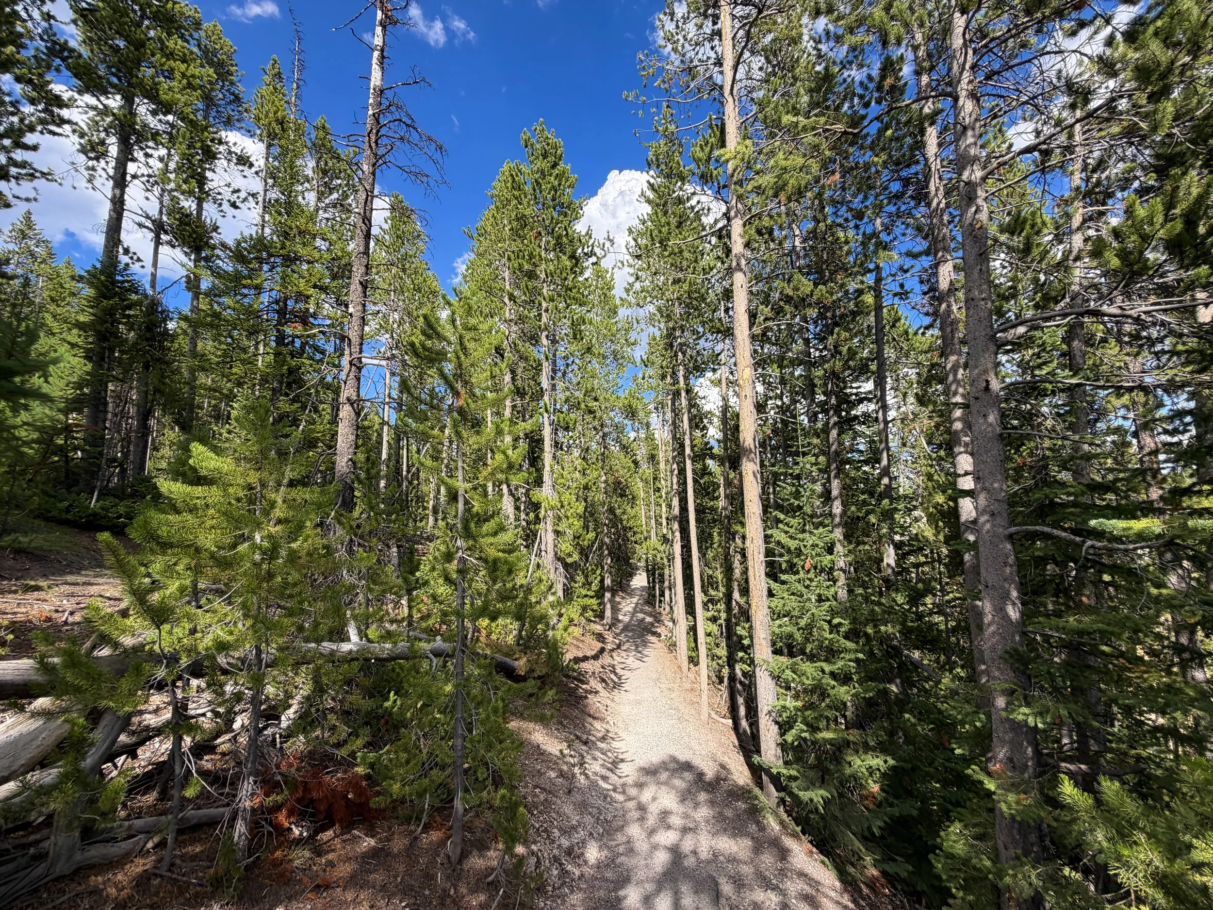 North Rim Trail Yellowstone National Park Wyoming