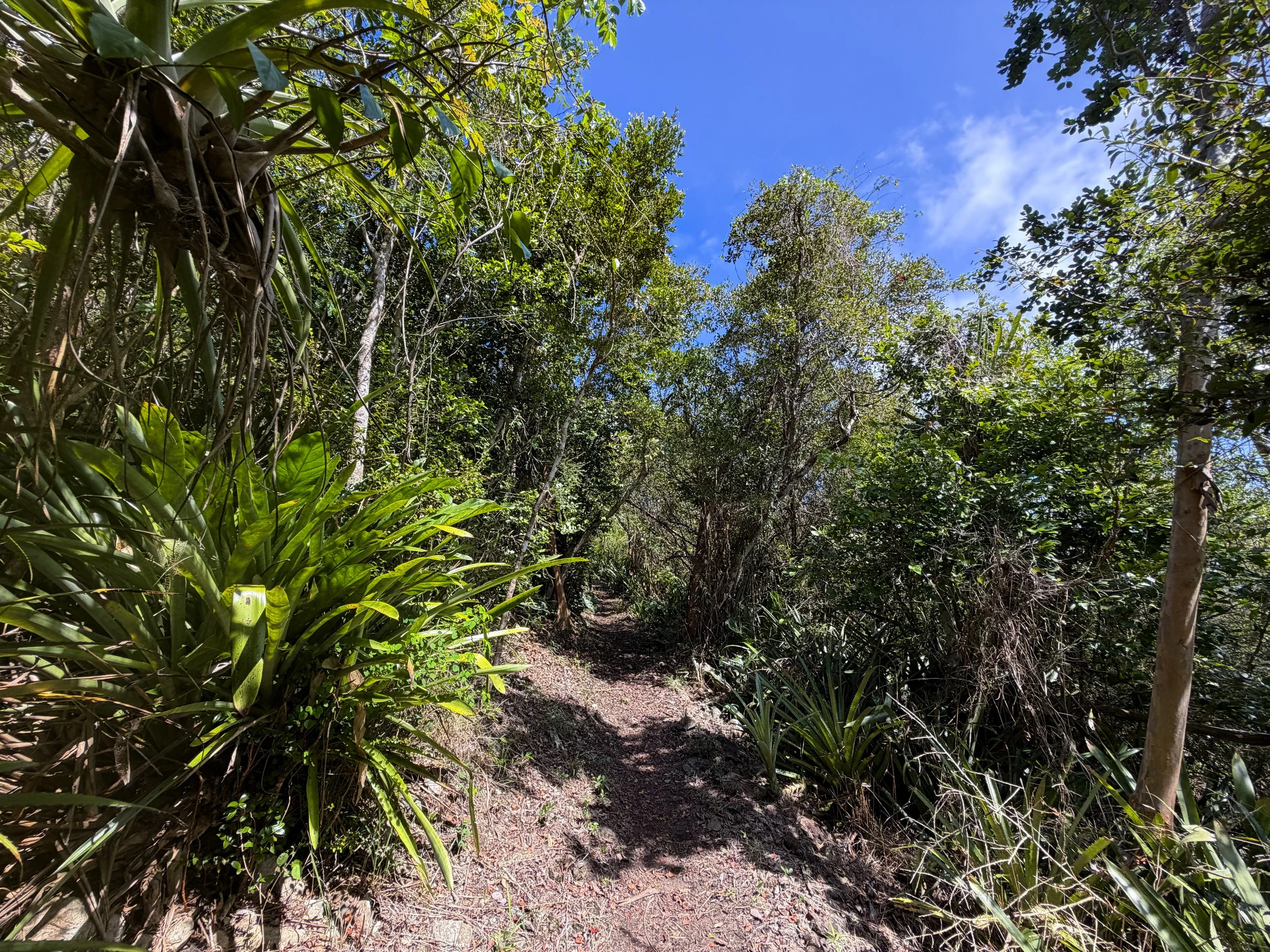 Caneel Hill Trail Virgin Islands National Park