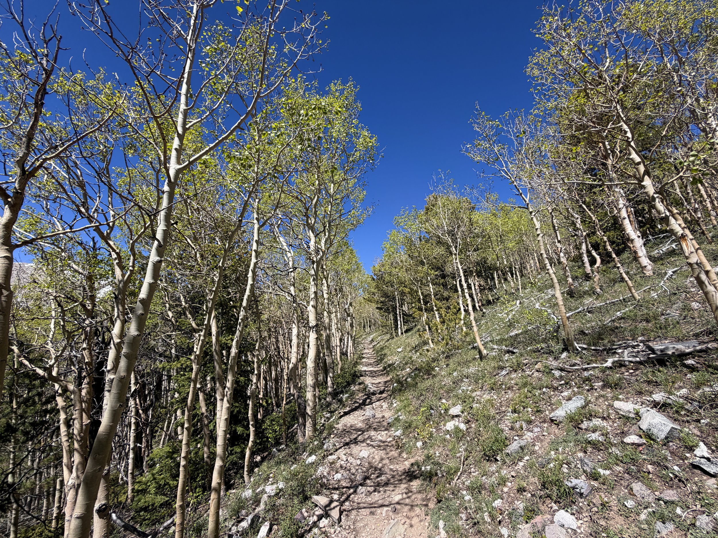 Wheeler Peak Summit Trail Great Basin National Park Nevada