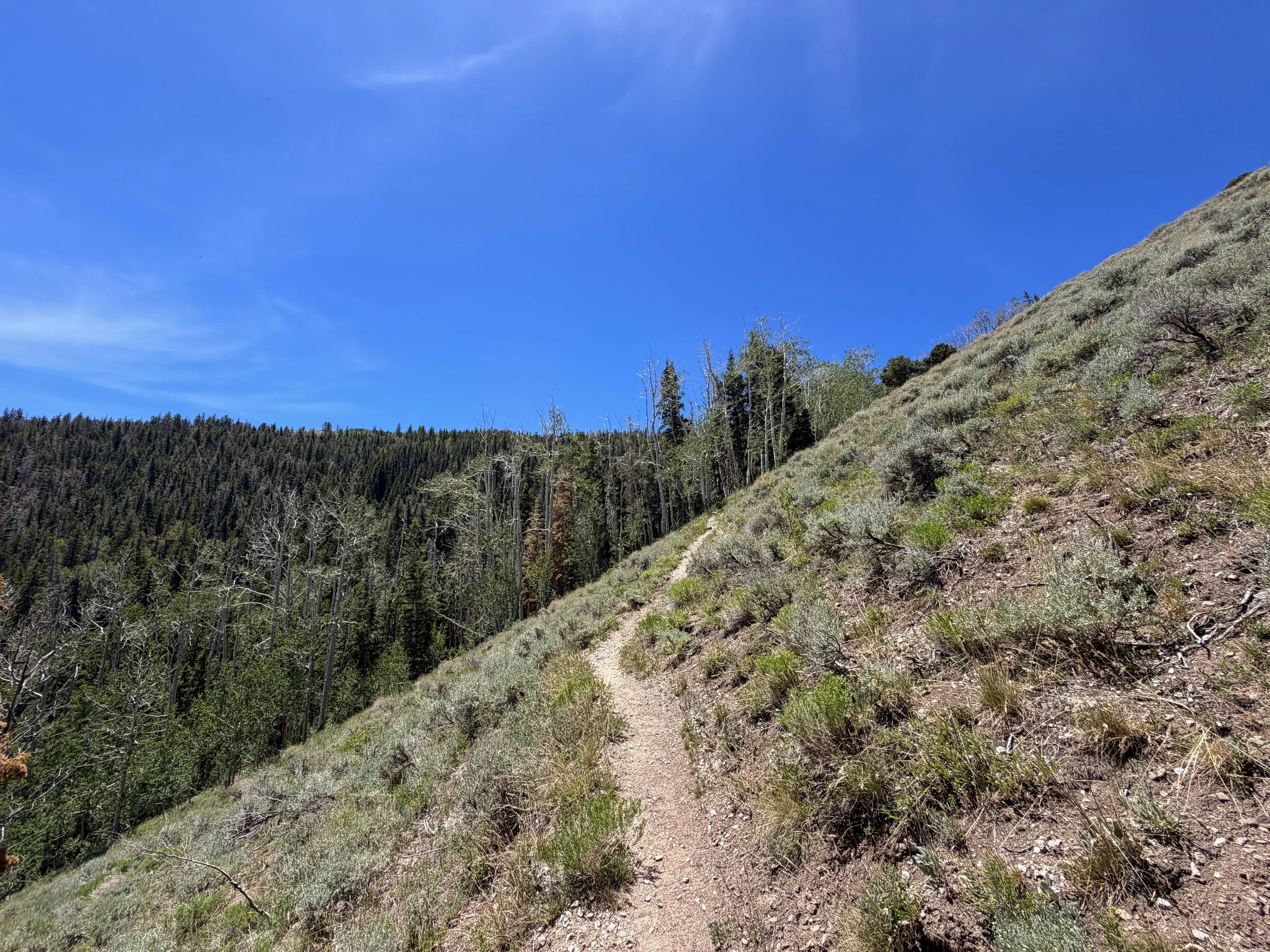 Timber Creek Loop Hike Great Basin National Park Nevada