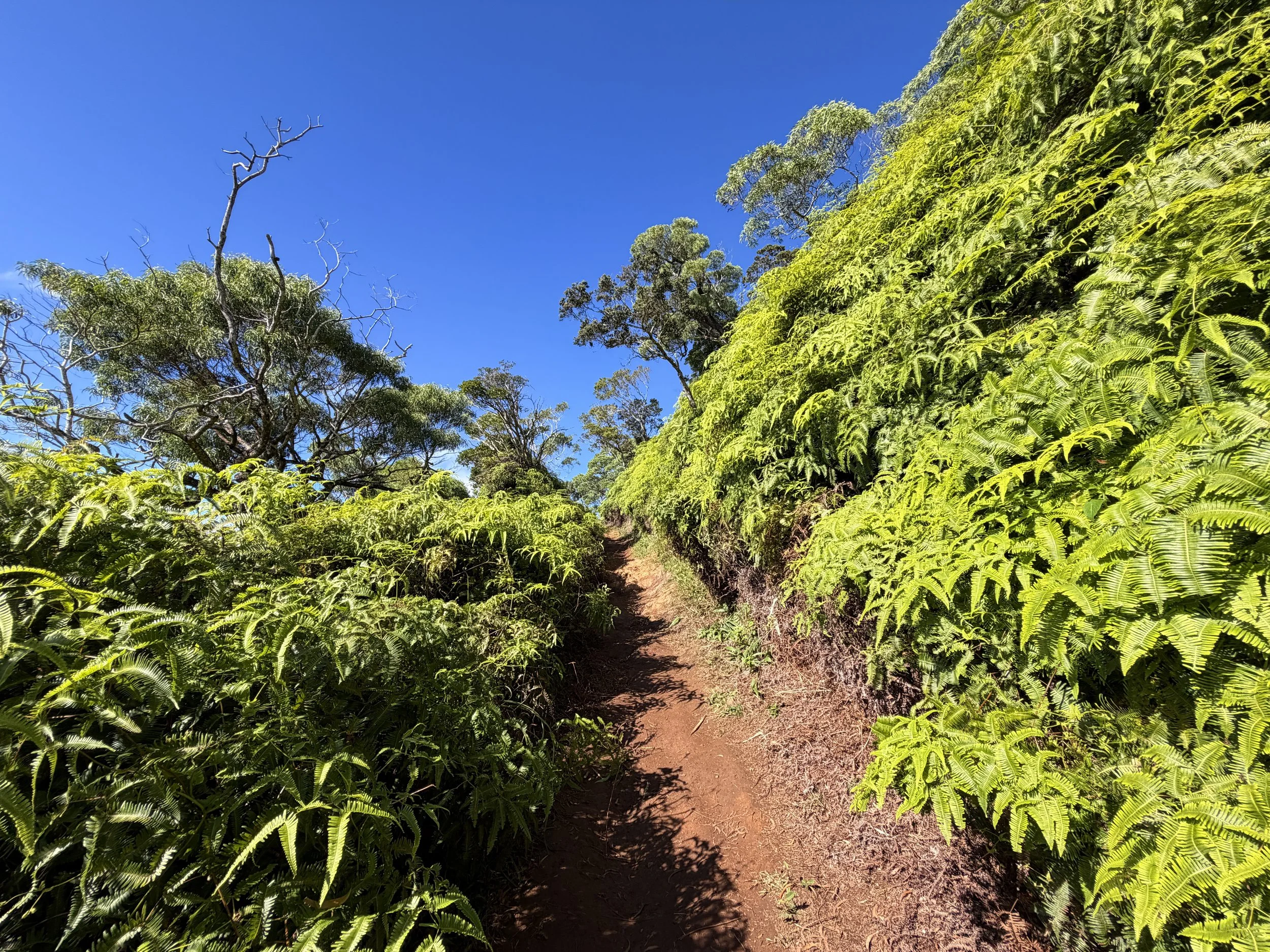 Wiliwilinui Ridge Trail Oahu Hawaii