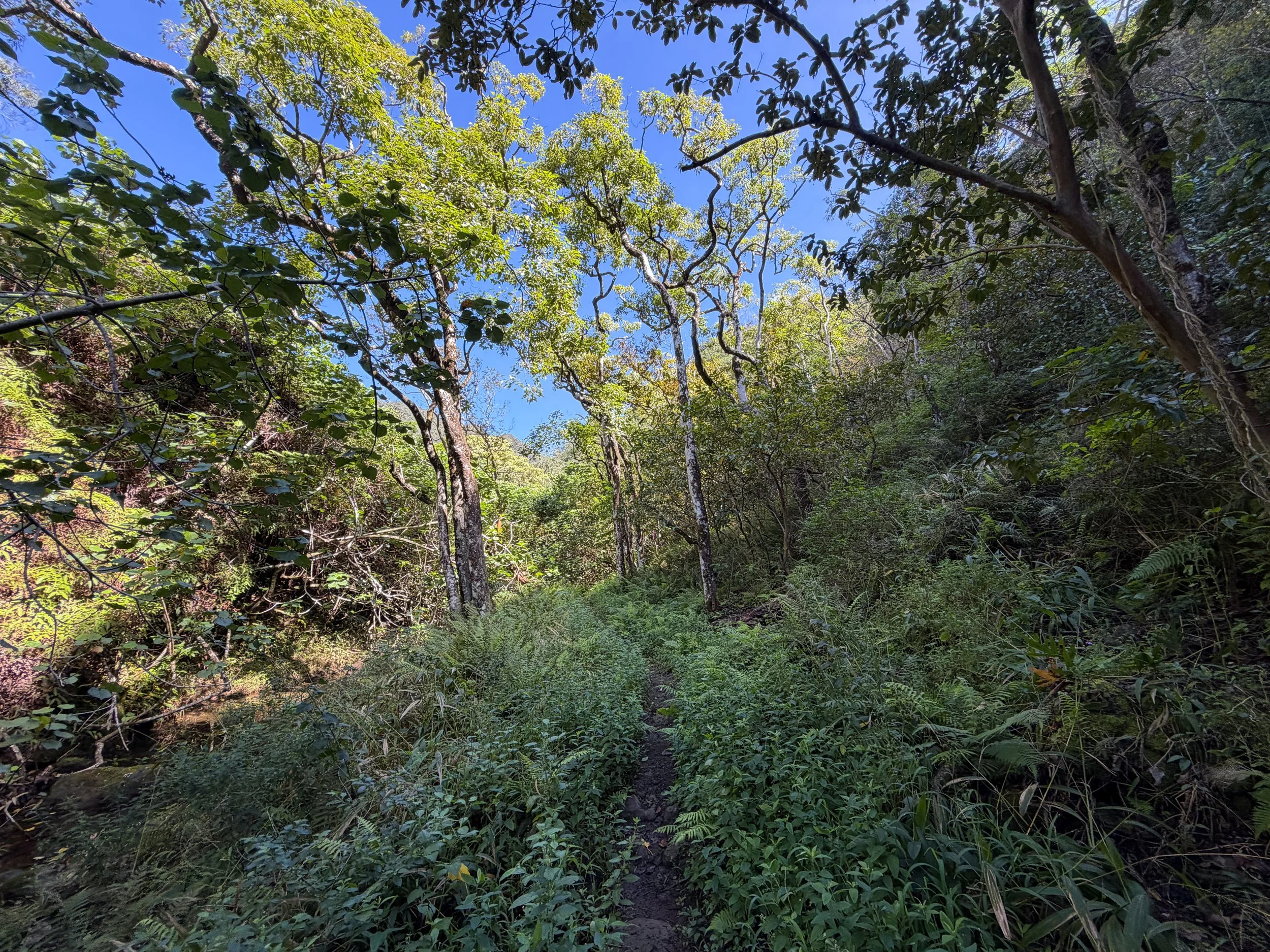 Kulanaahane Trail Oahu Hawaii