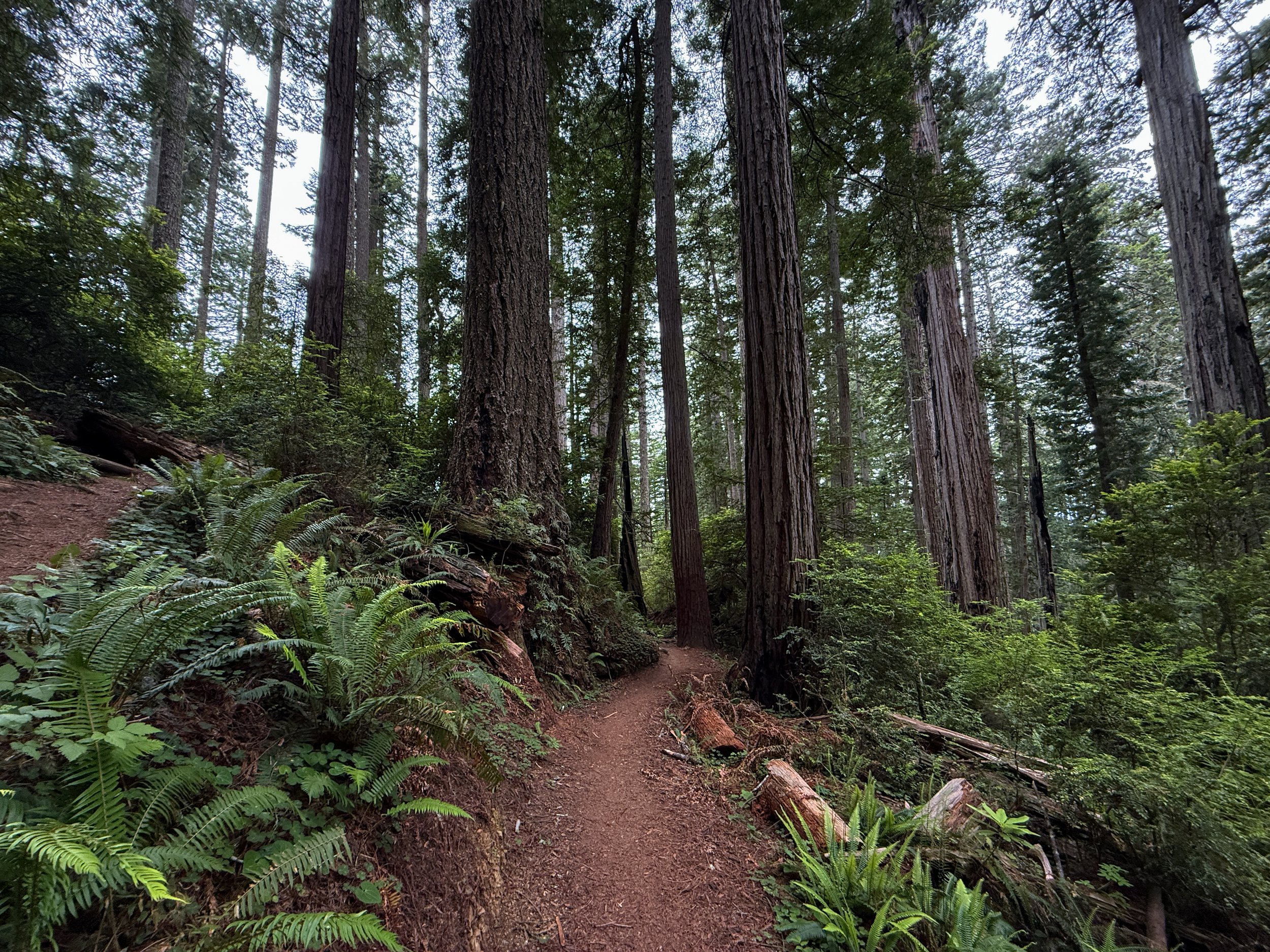 Damnation Creek Hike Del Norte Coast Redwoods State Park California