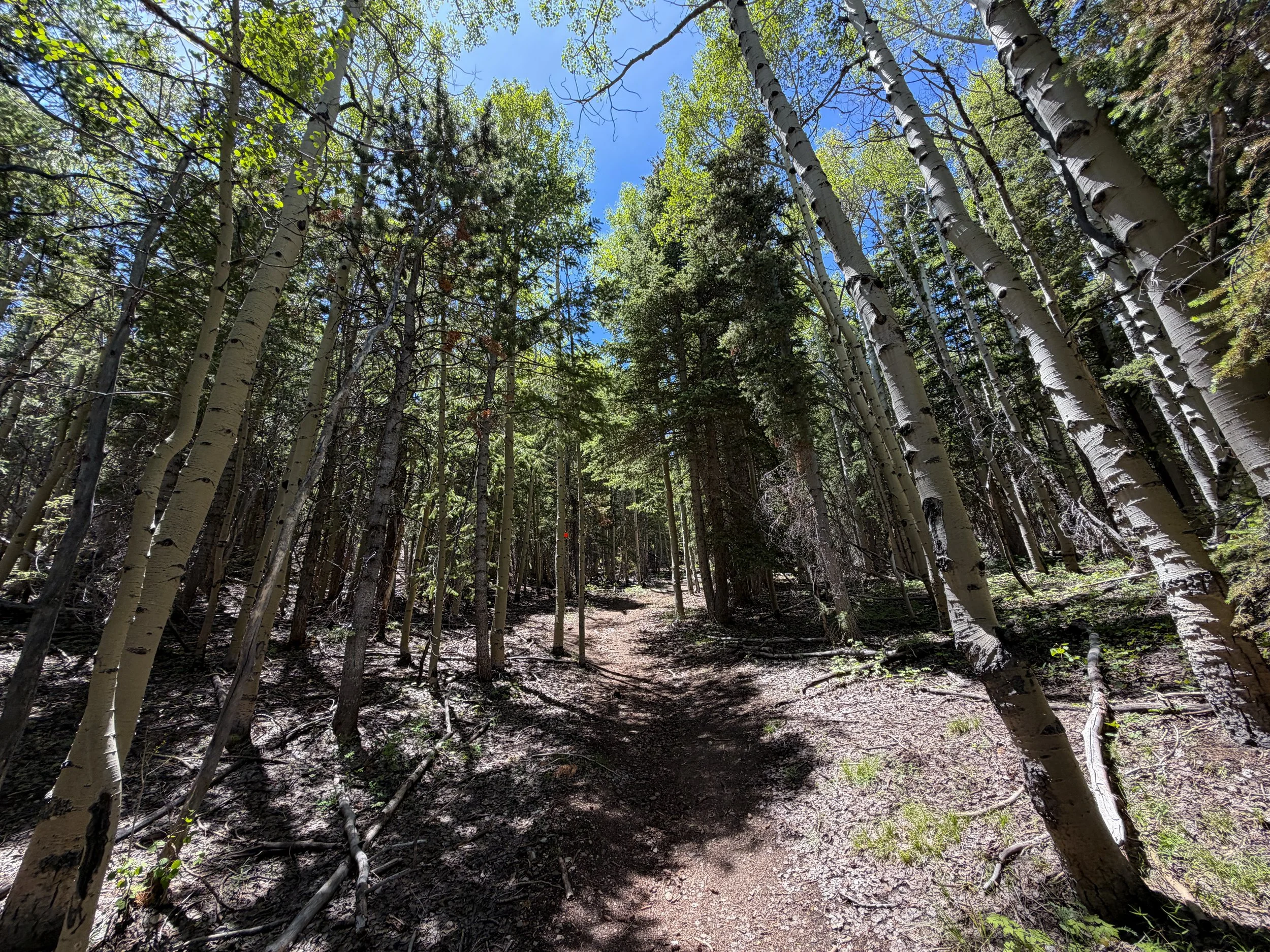 Timber Creek Loop Trail Great Basin National Park Nevada