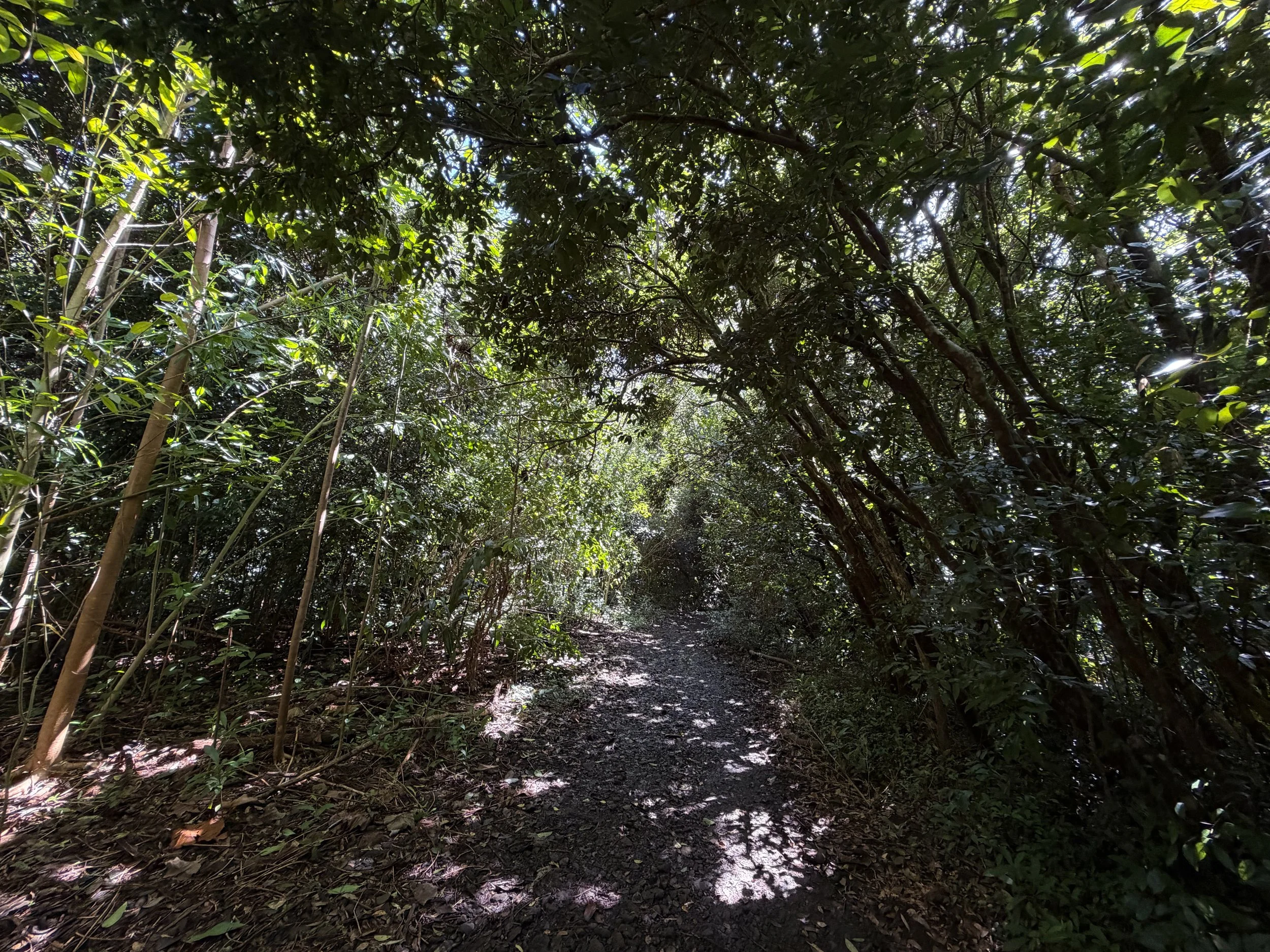 Lulumahu Falls Trail Oahu Hawaii