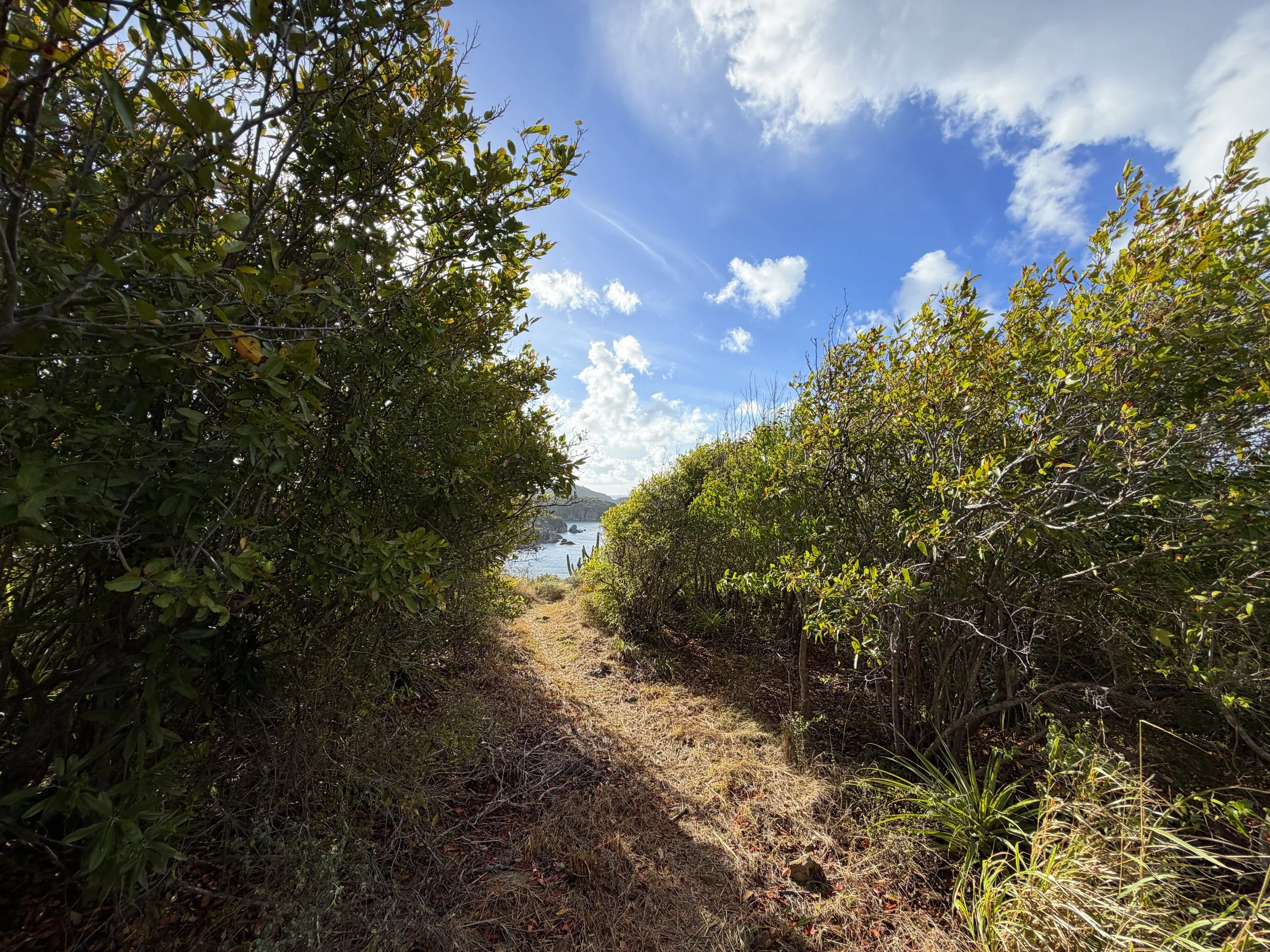 Cabritte Horn Spur Trail Virgin Islands National Park