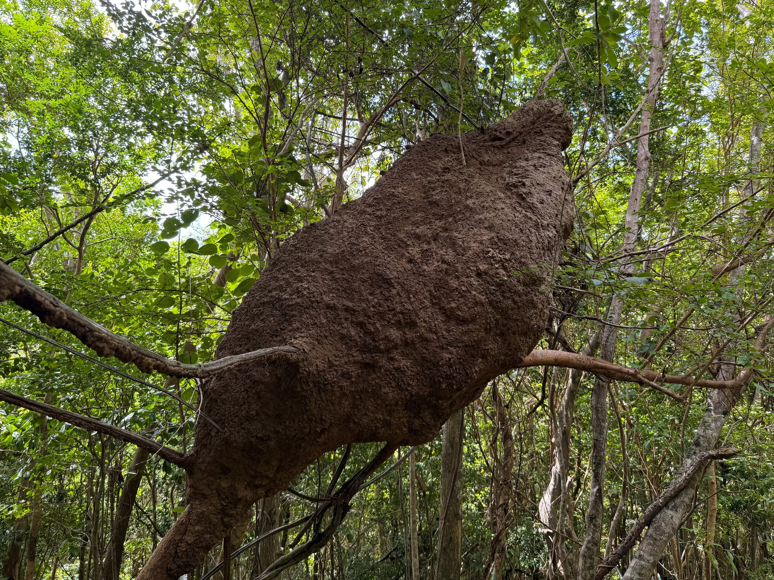 Arboreal Termites Nasutitermes corniger