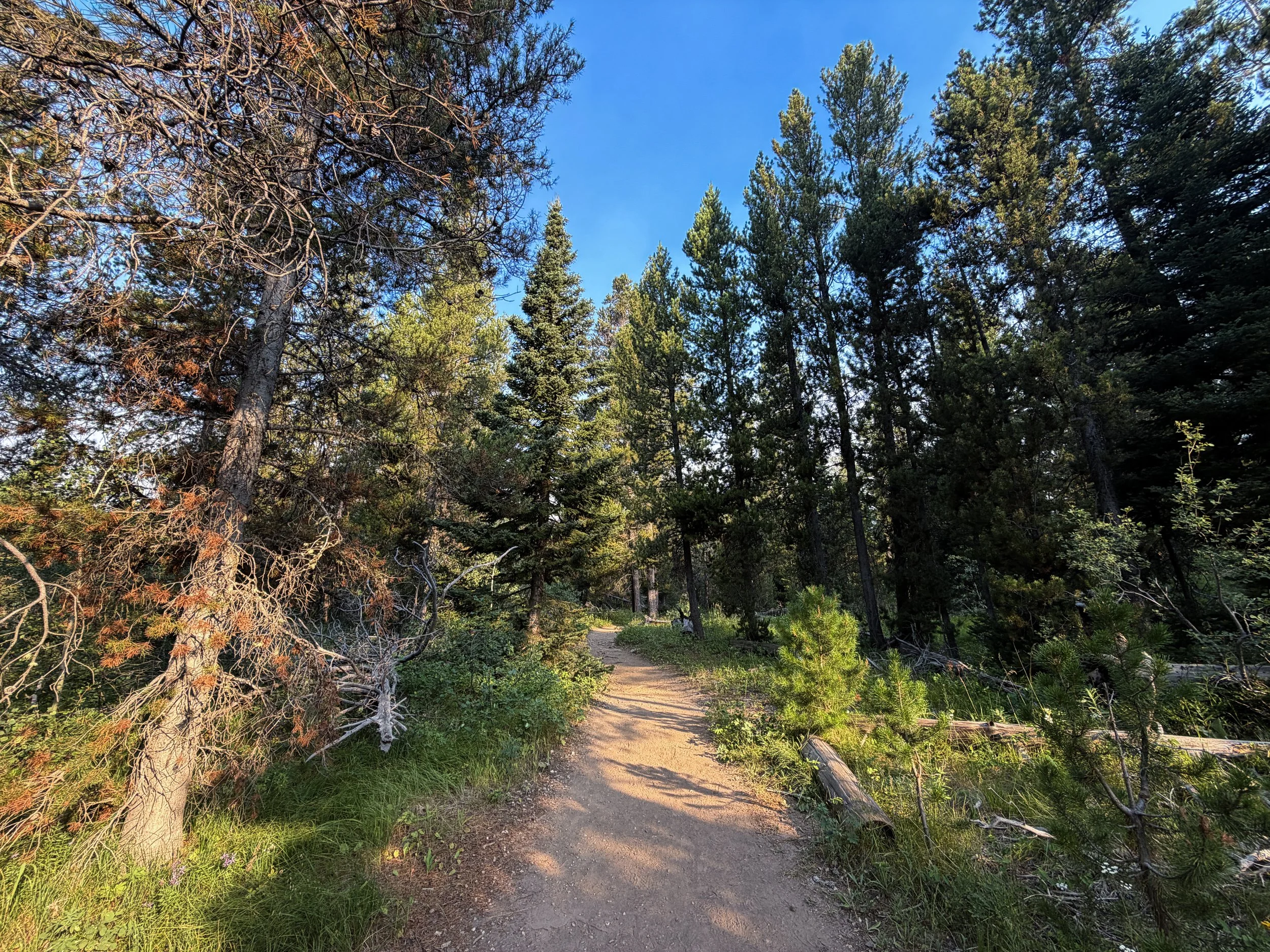 Aspen Ridge Trail Grand Teton National Park Wyoming