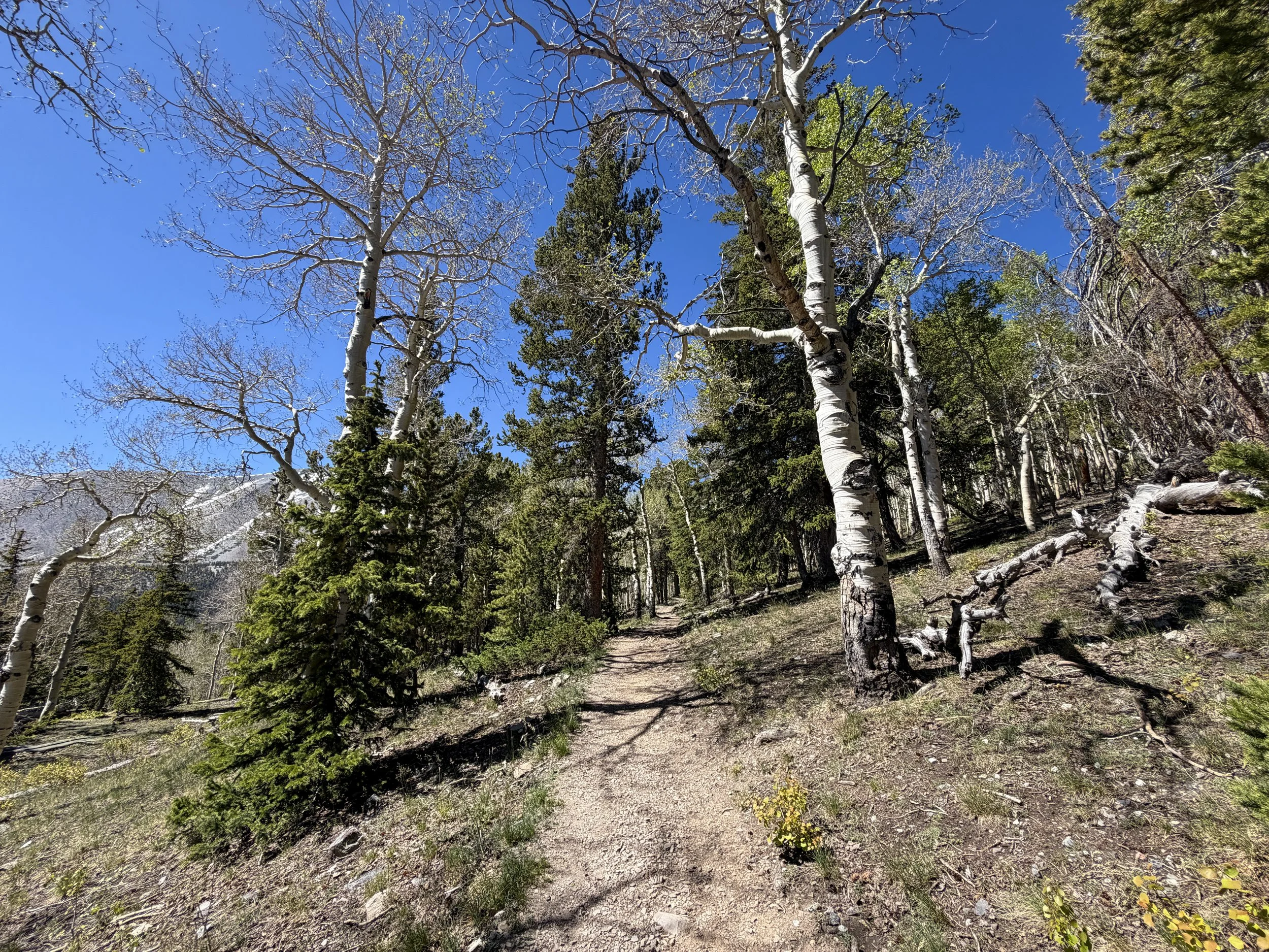 Wheeler Peak Summit Trail Great Basin National Park Nevada