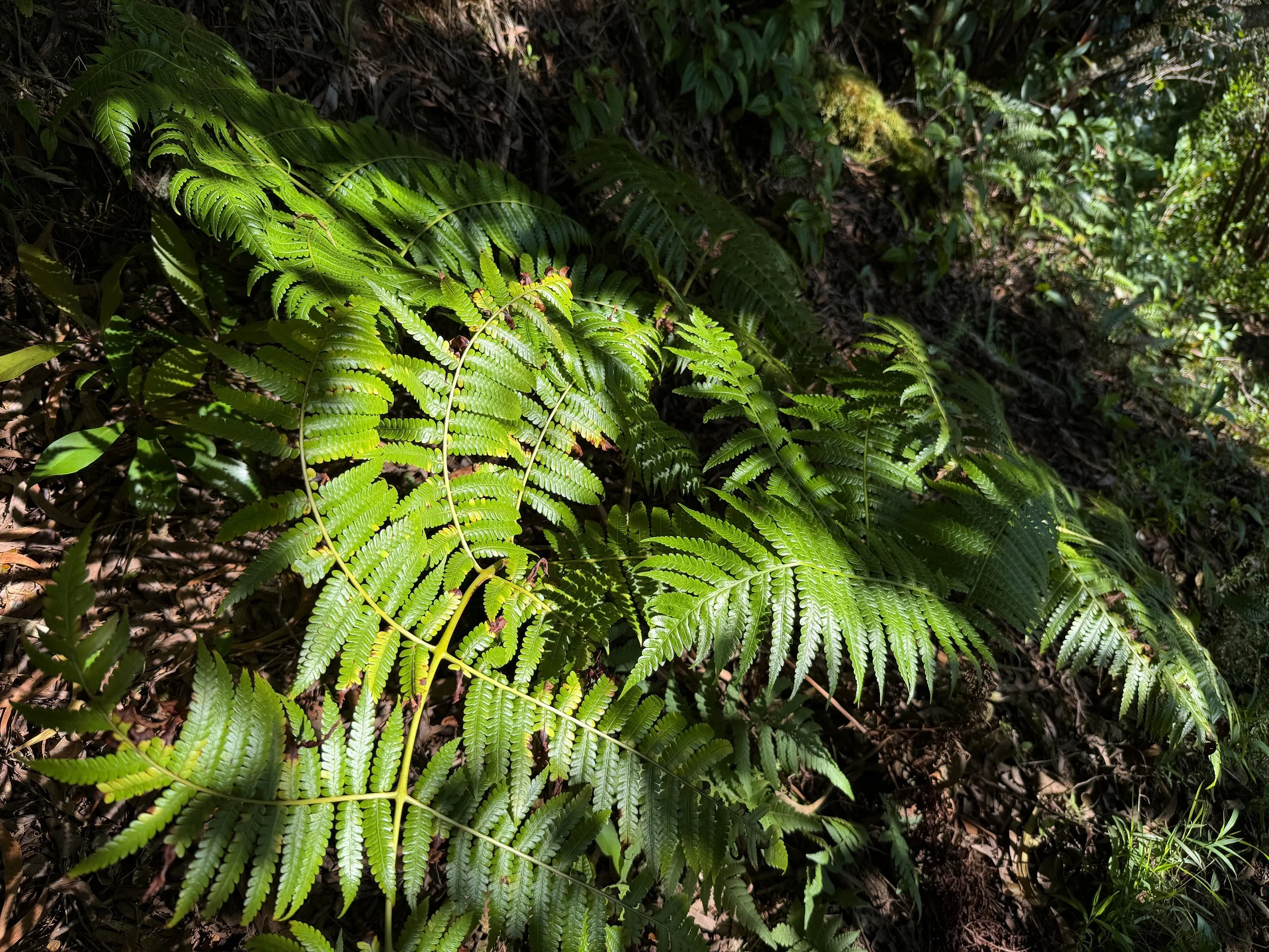 Hapuu Tree Fern Cibotium chamissoi