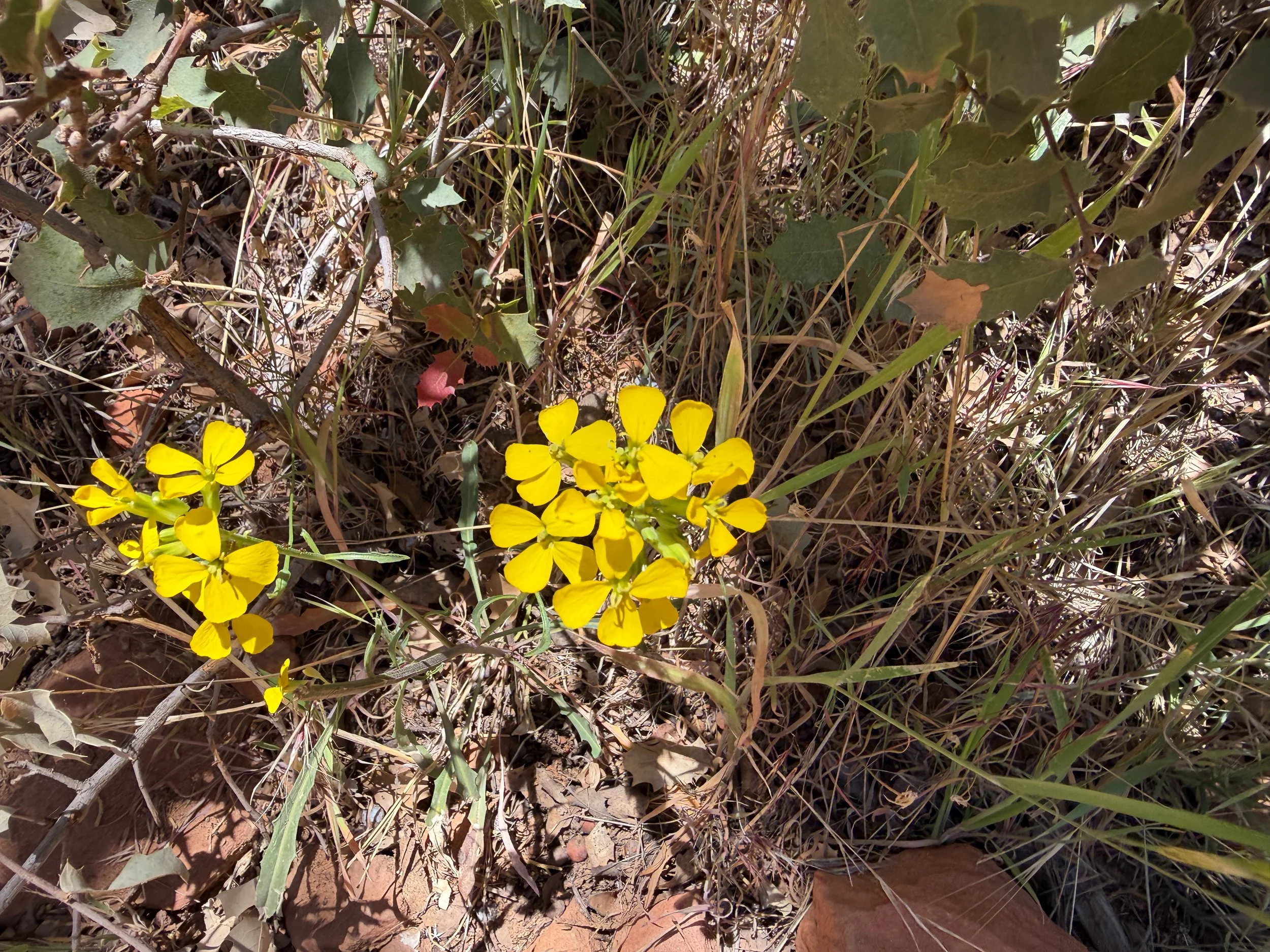 Western Wallflower Erysimum asperum