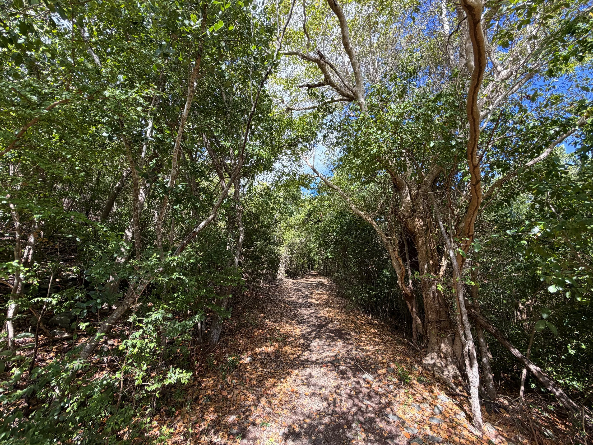 Brown Bay Trail Virgin Islands National Park