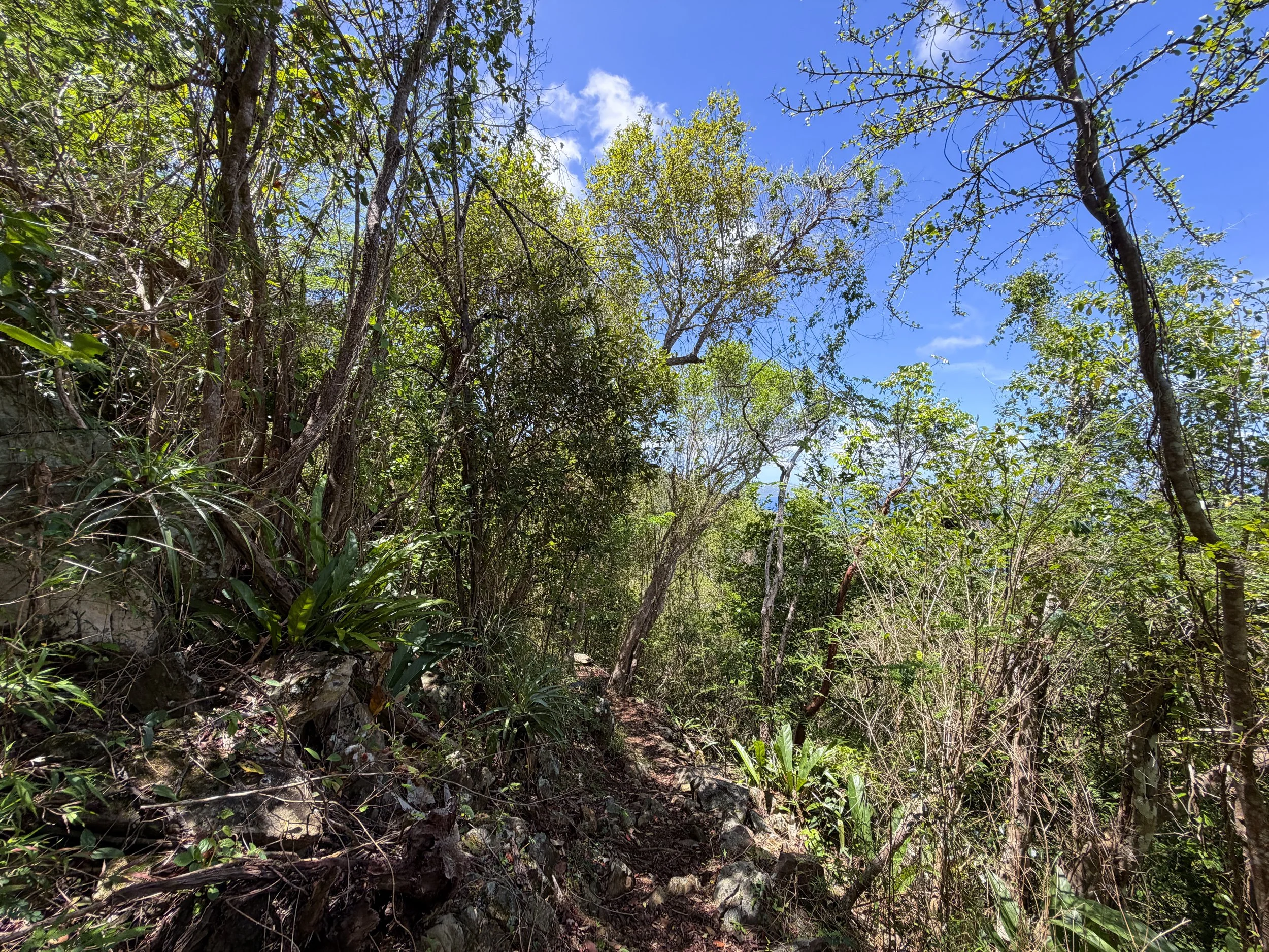 Caneel Hill Trail Virgin Islands National Park