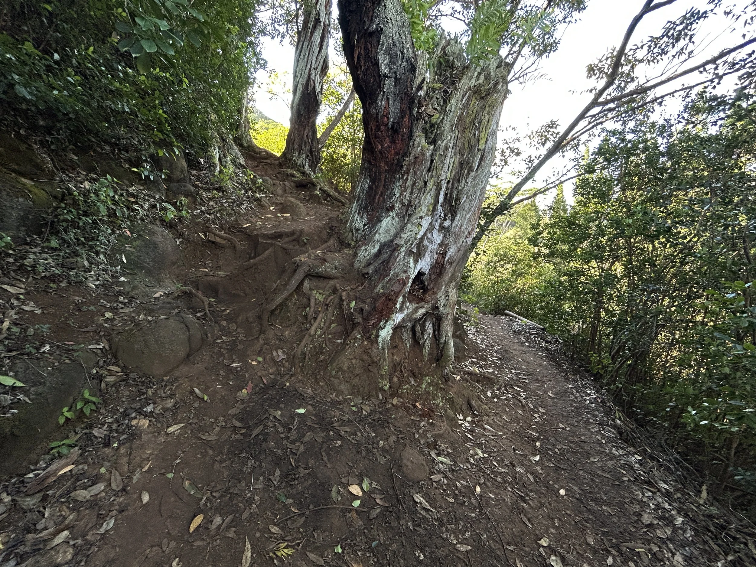 Hiking the West Sleeping Giant Trail (Nounou Mountain) on Kauaʻi