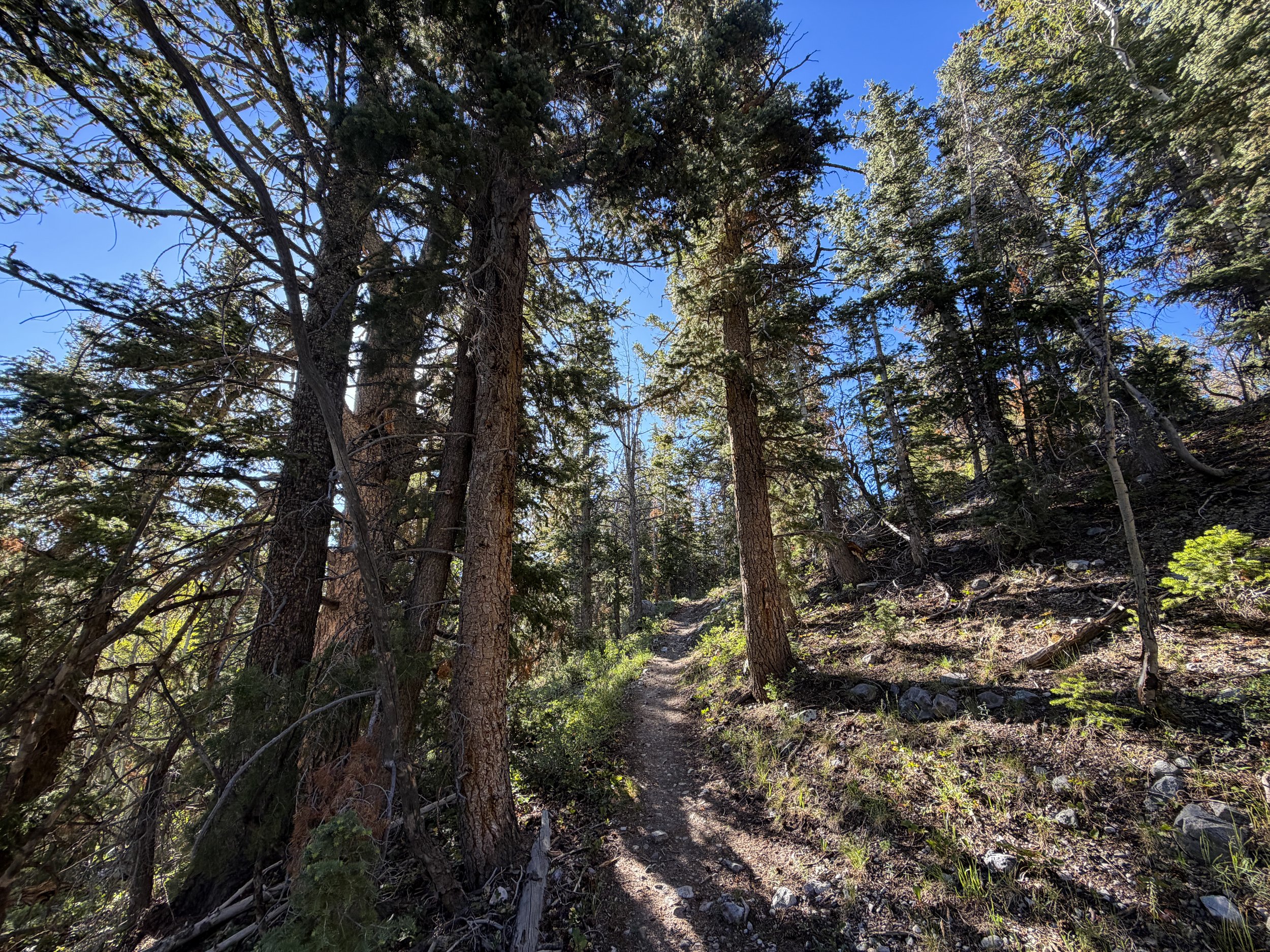 Lehman Creek Trail Great Basin National Park Nevada