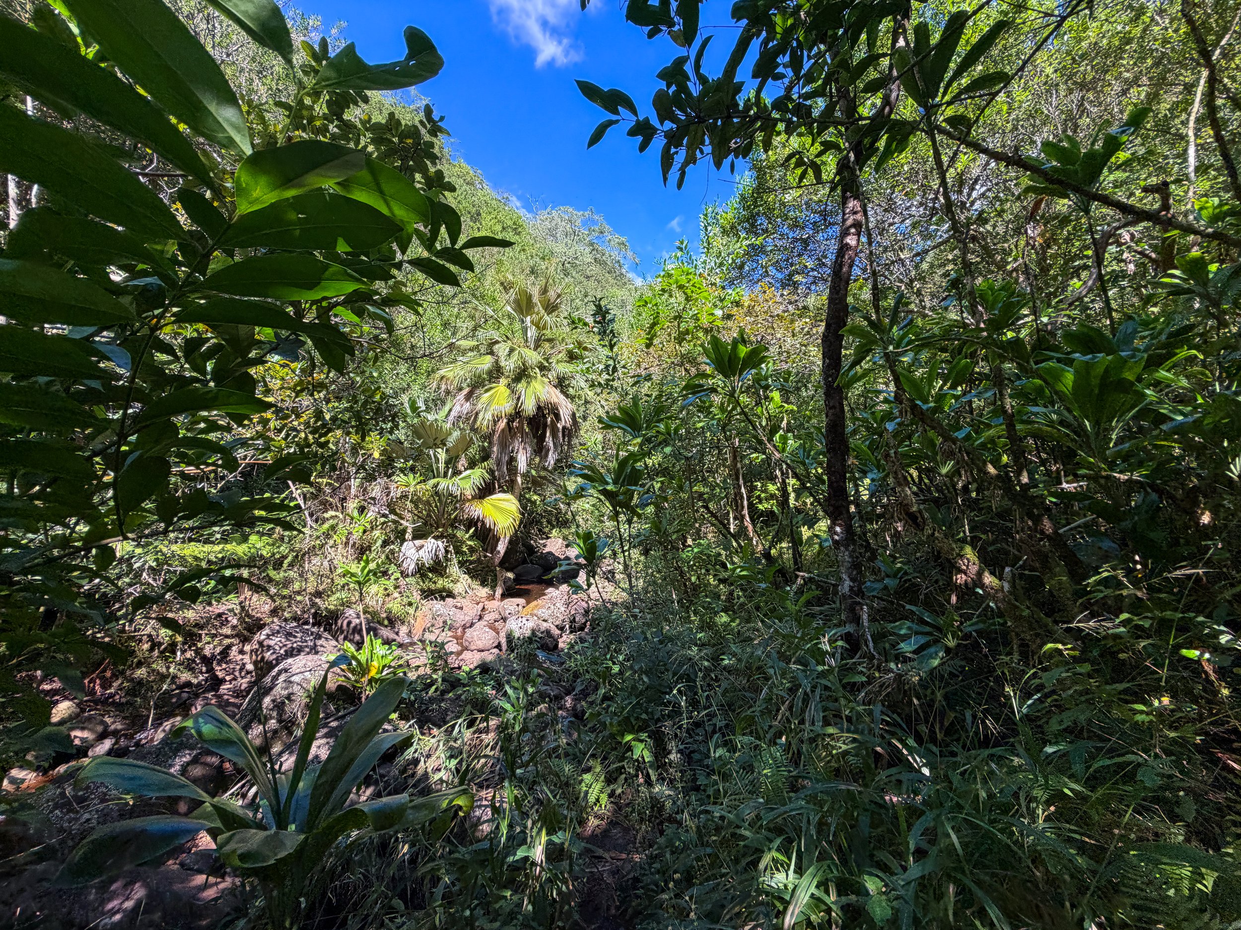 Kaau Crater Trail Oahu Hawaii
