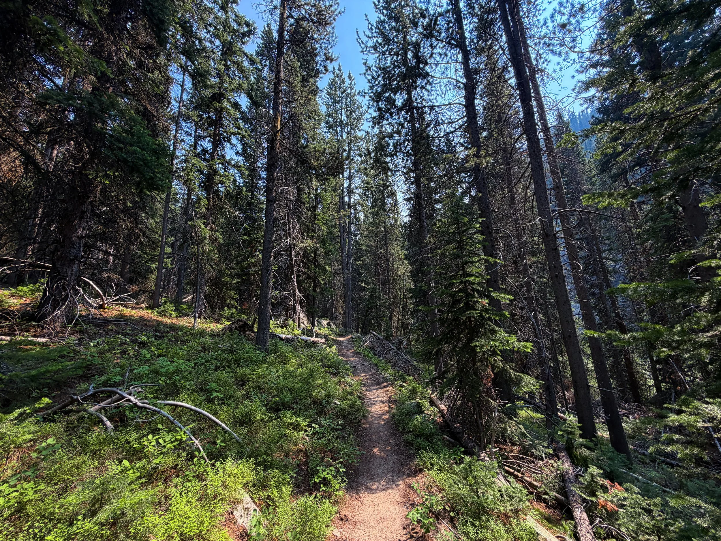 Beaten Path Trail Beartooth Mountains Montana