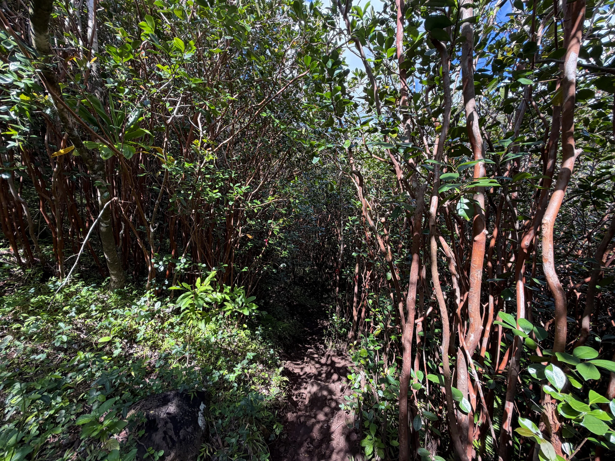 Waimano Falls Trail Oahu Hawaii