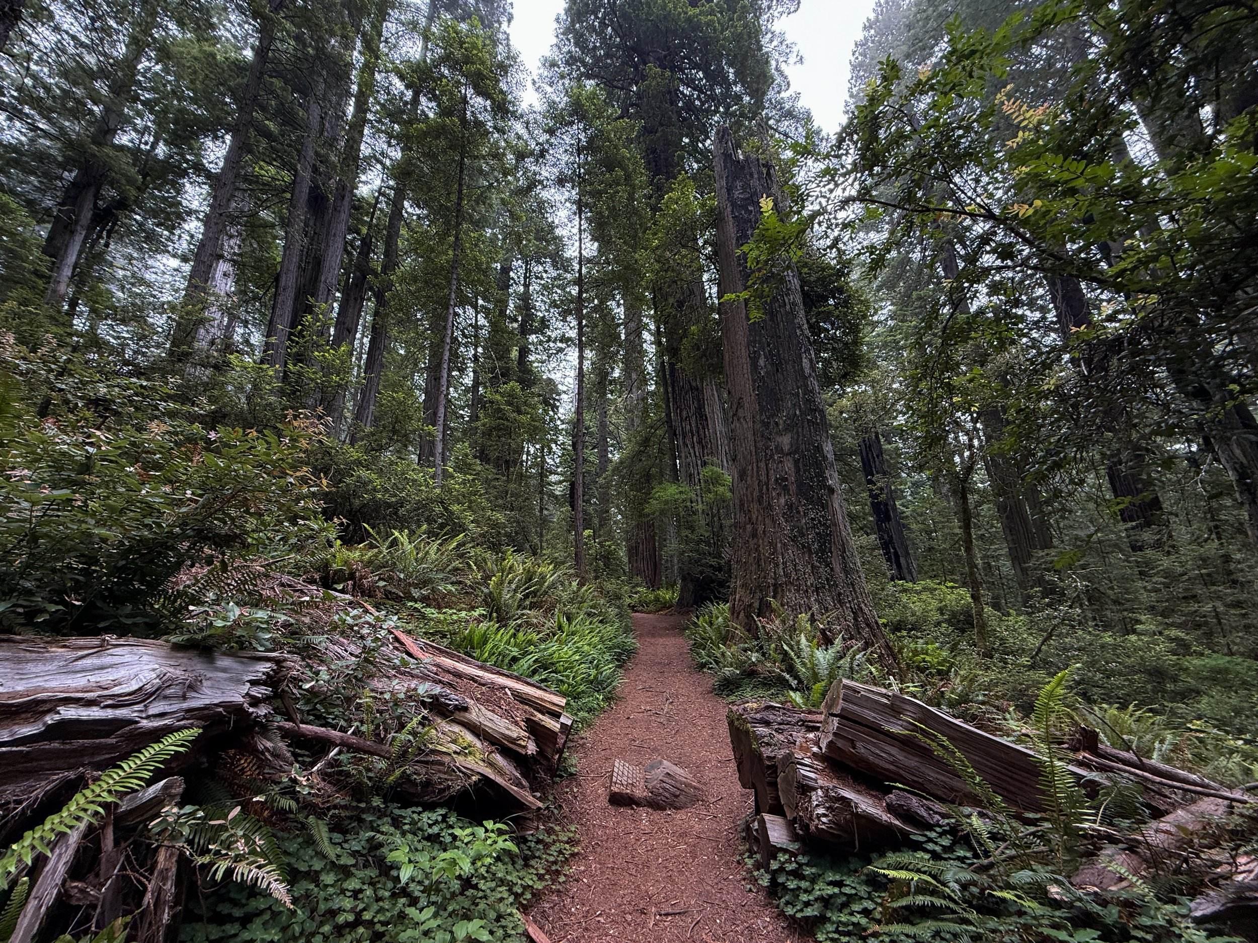 Damnation Creek Trail Del Norte Coast Redwoods State Park California