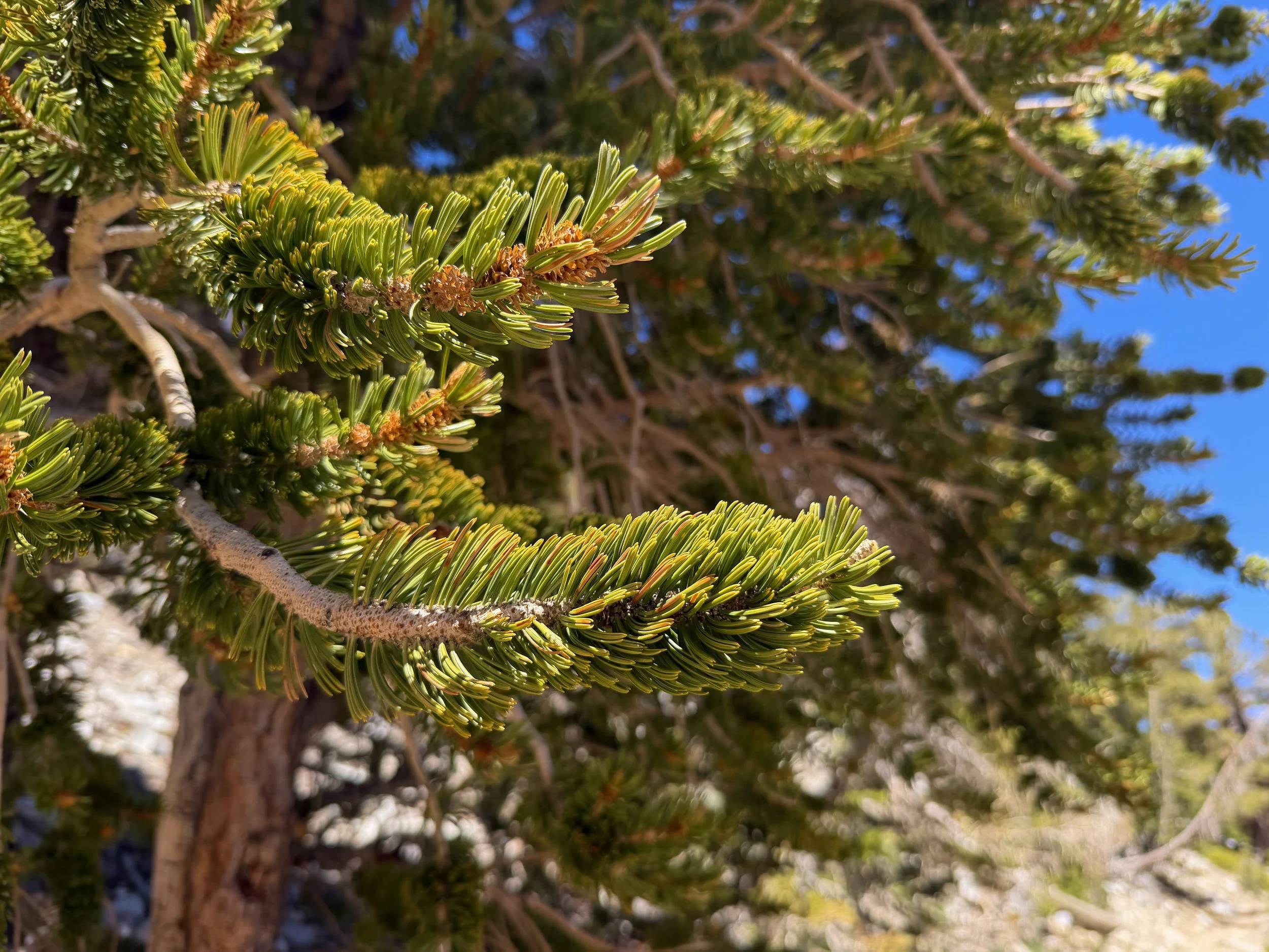 Bristlecone Pine Pinus longaeva