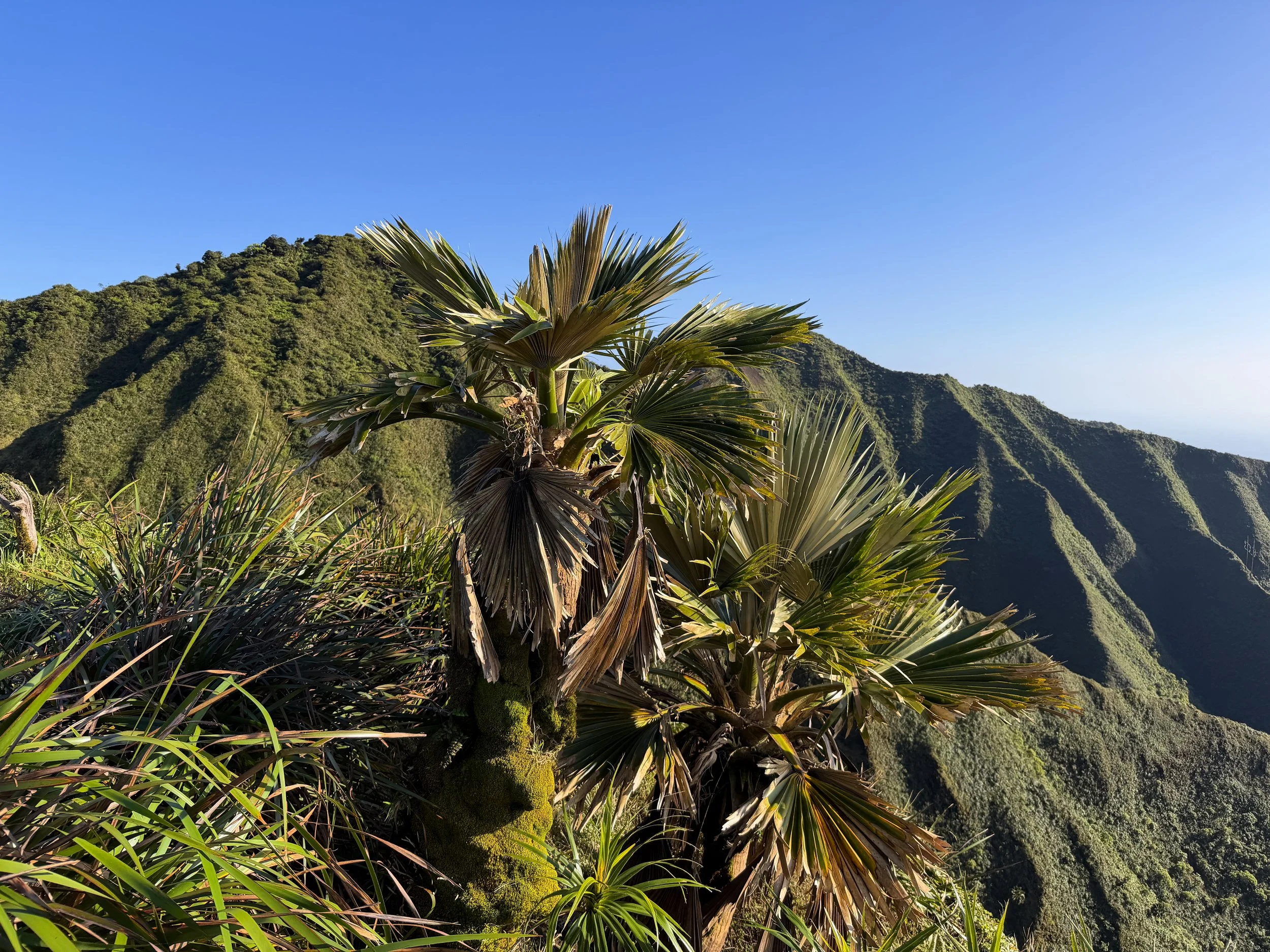 Loulu Pritchardia martii