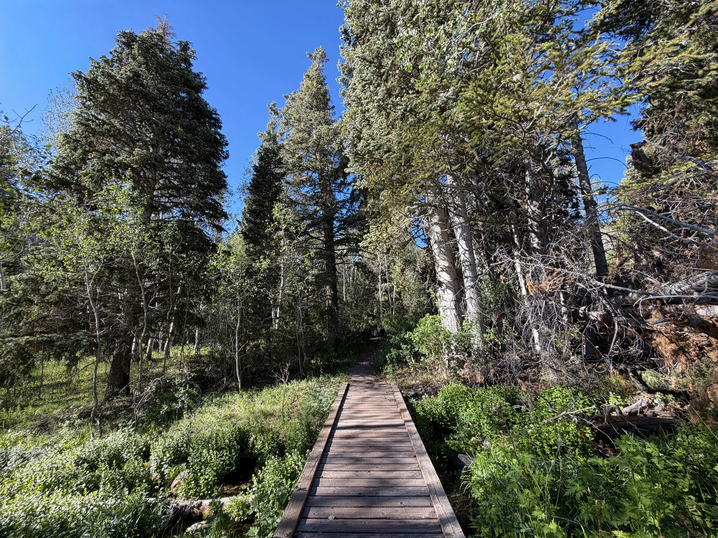 Baker Lake Trail Great Basin National Park Nevada