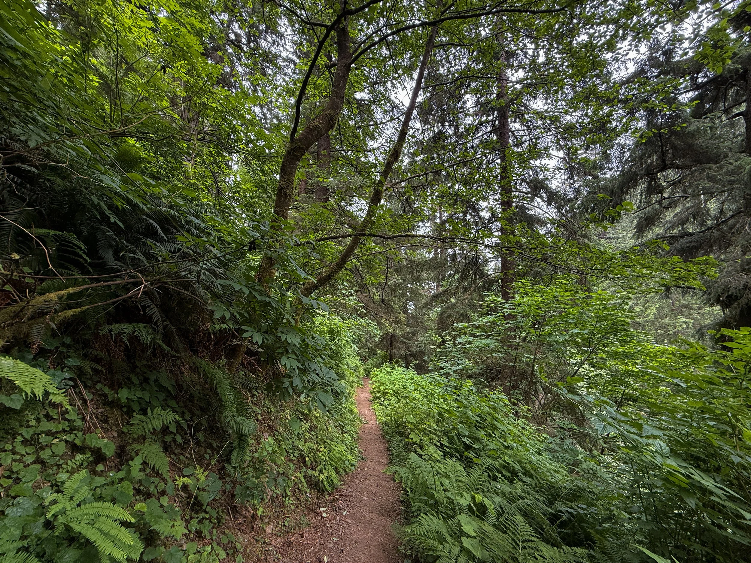 Damnation Creek Trail Del Norte Coast Redwoods State Park California