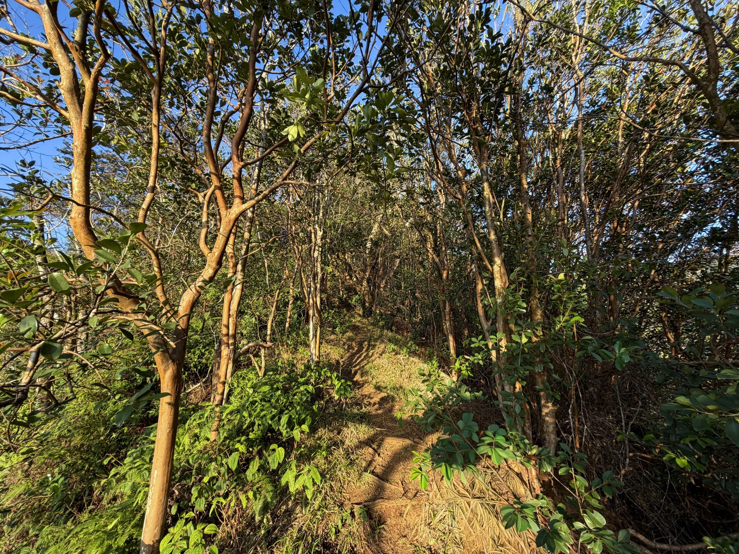 Moanalua Middle Ridge Trail Oahu Hawaii