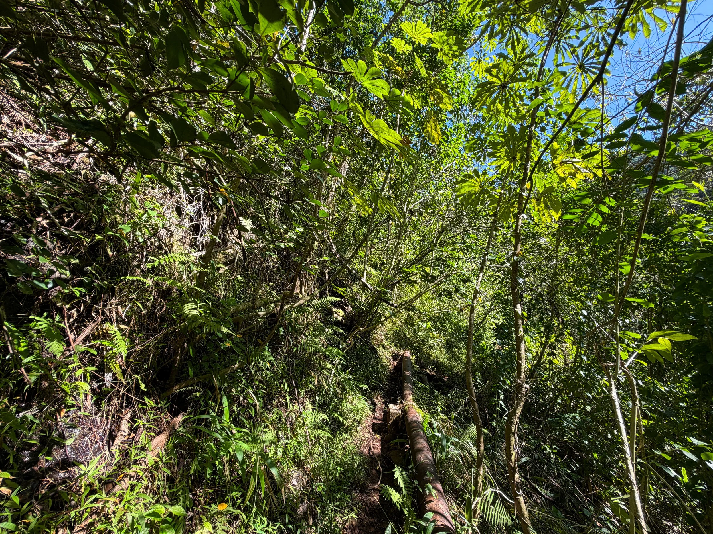 Kaau Crater Loop Trail Oahu Hawaii