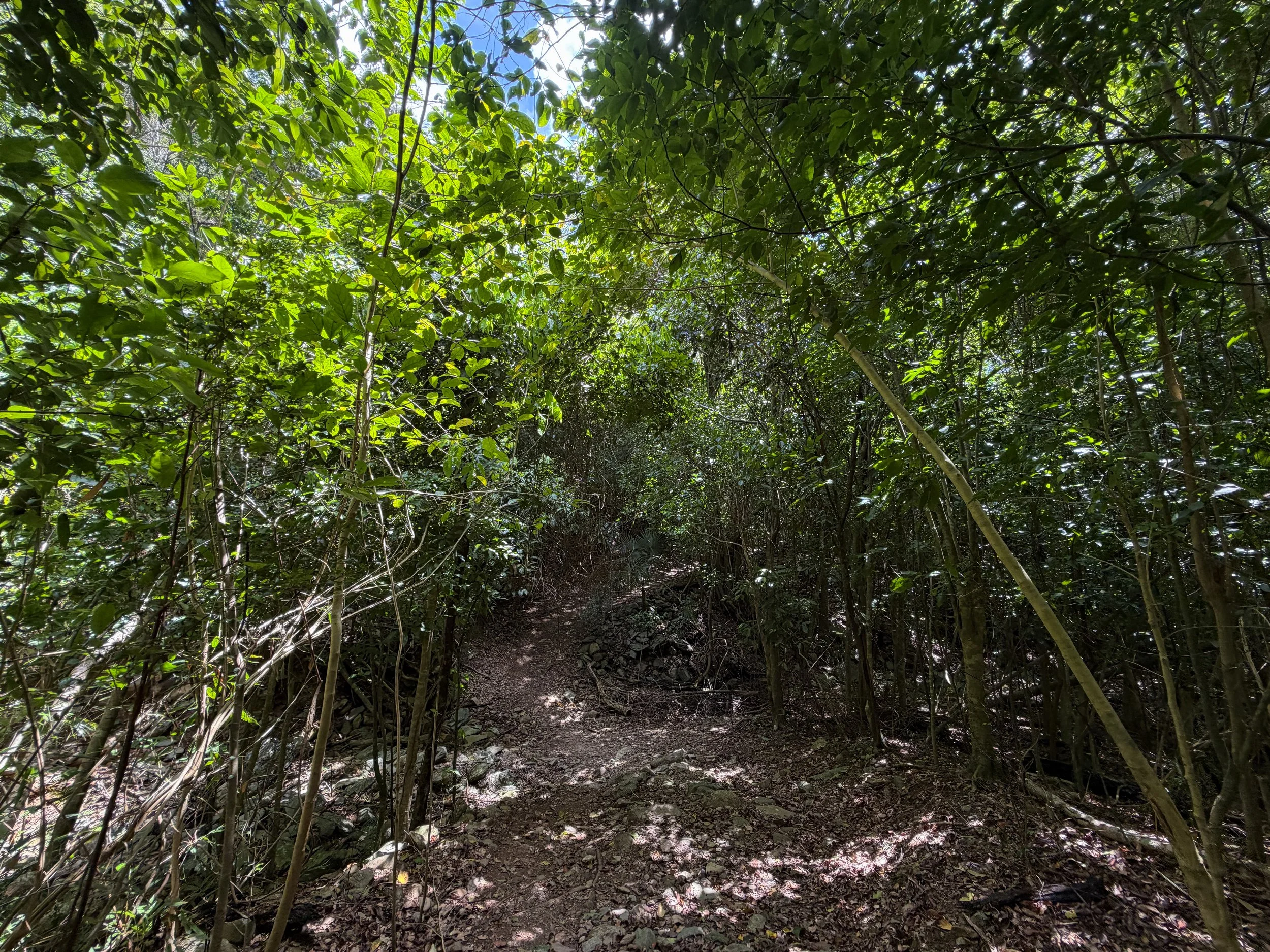 Reef Bay Trail Virgin Islands National Park