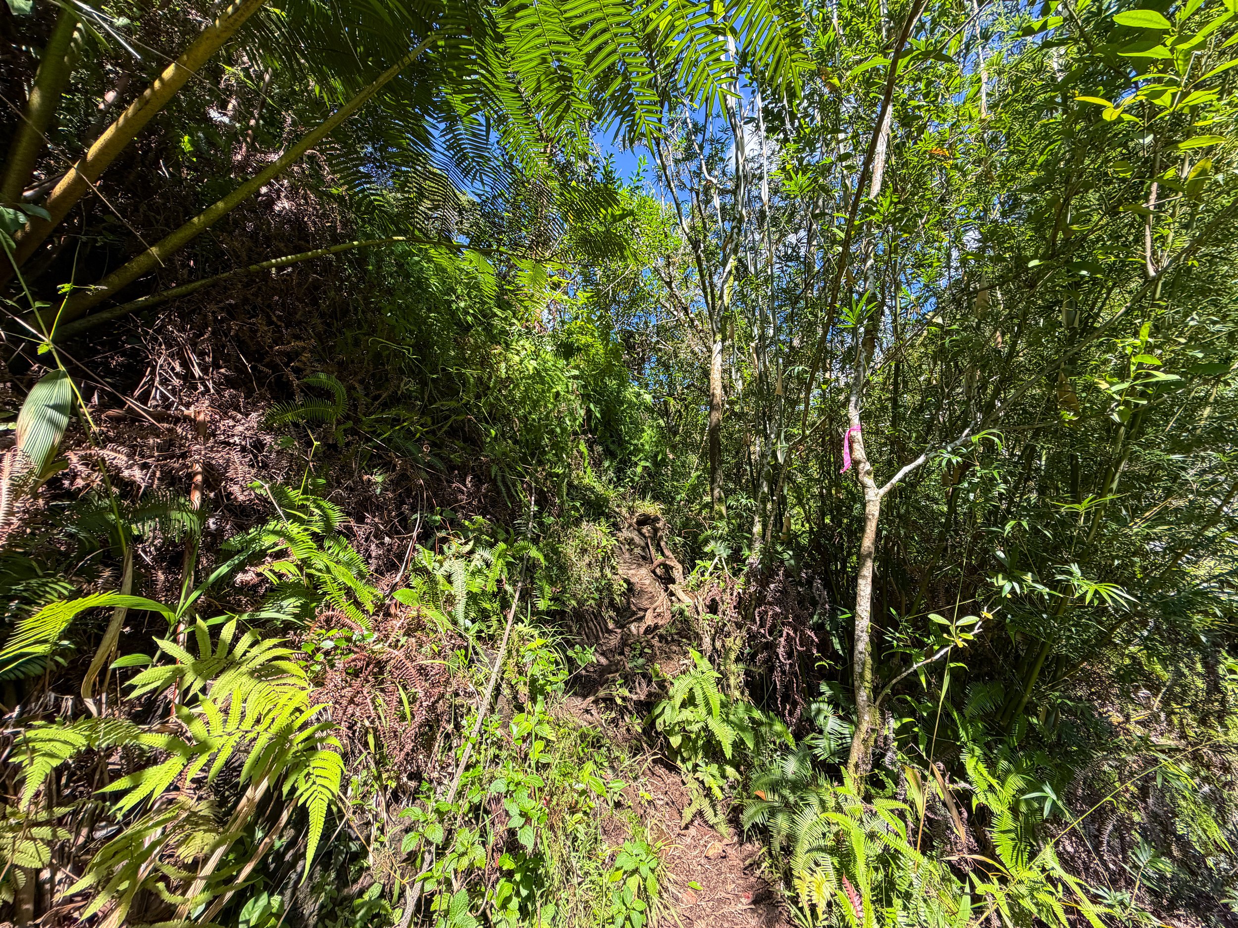 Kaau Crater Trail Ropes Oahu Hawaii