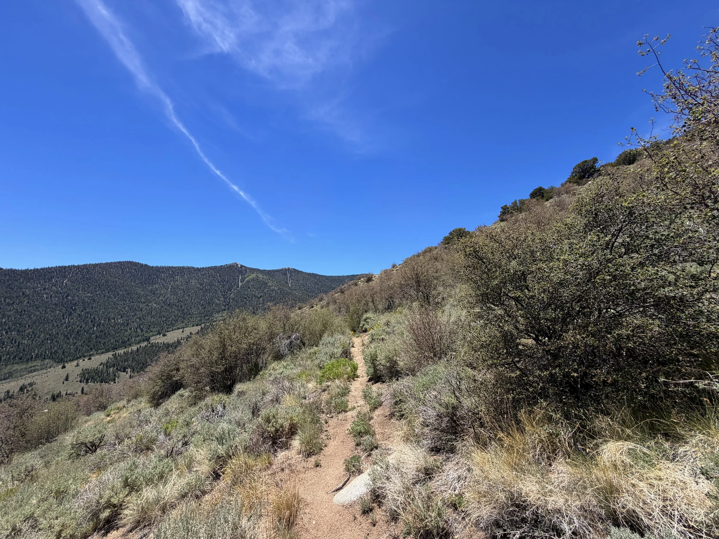Serviceberry Trail Great Basin National Park Nevada